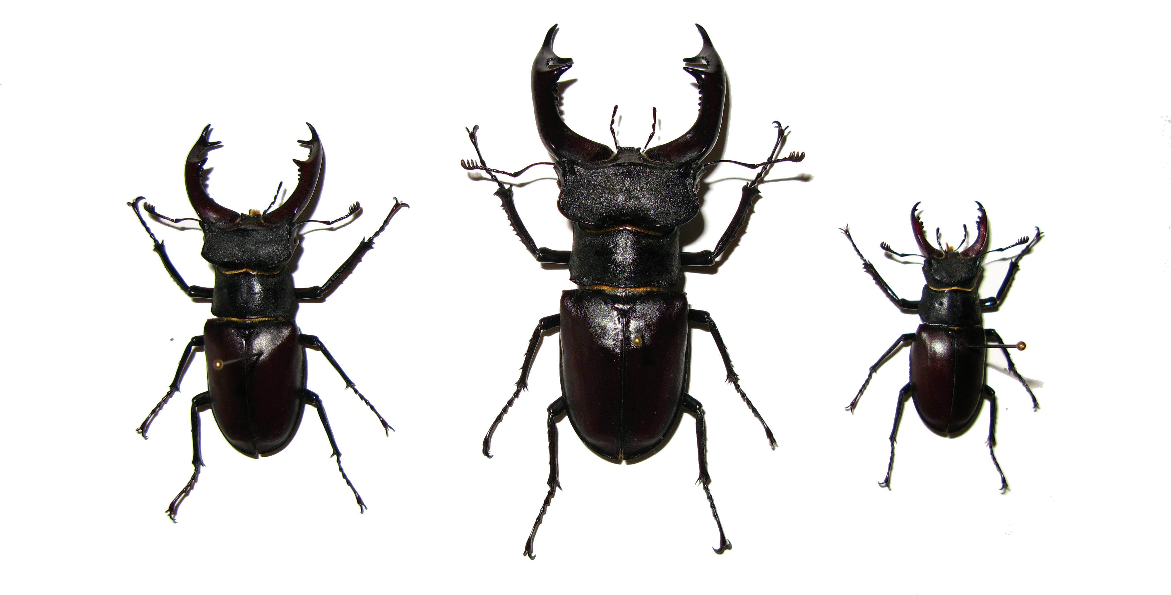 Lucanus cervus 1922