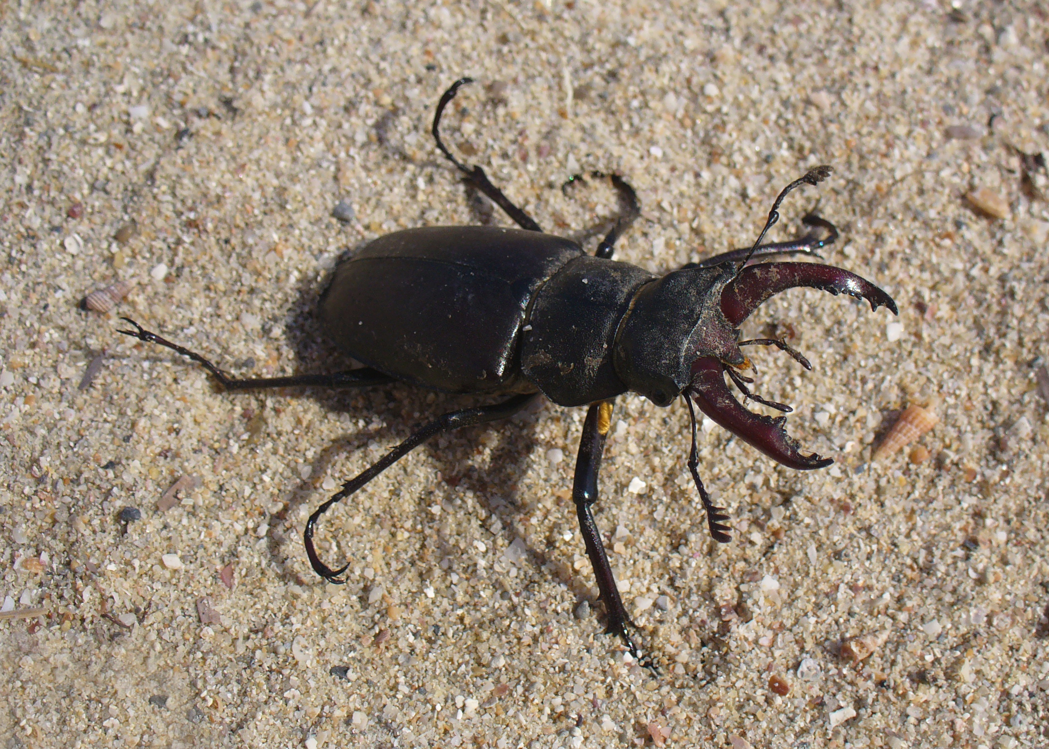 Lucanus cervus male 2008 G1