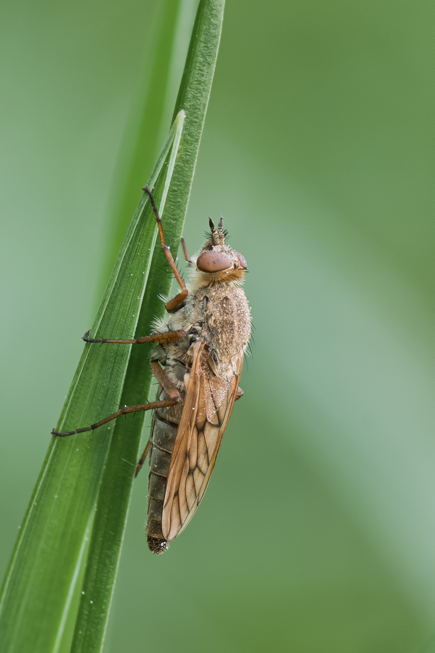 Luchsfliege Thereva sp 01 (MK)