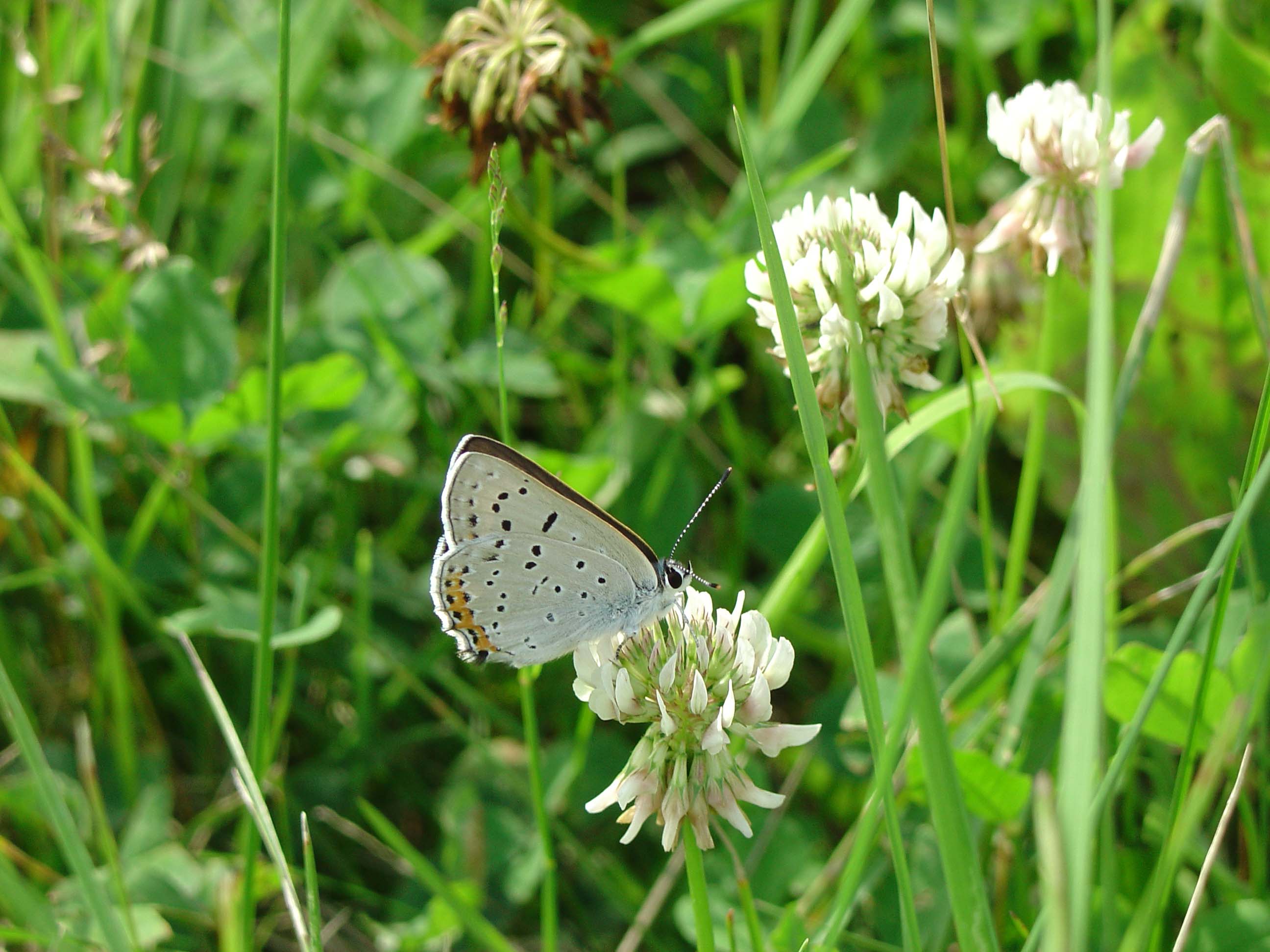 Lycaena dione1