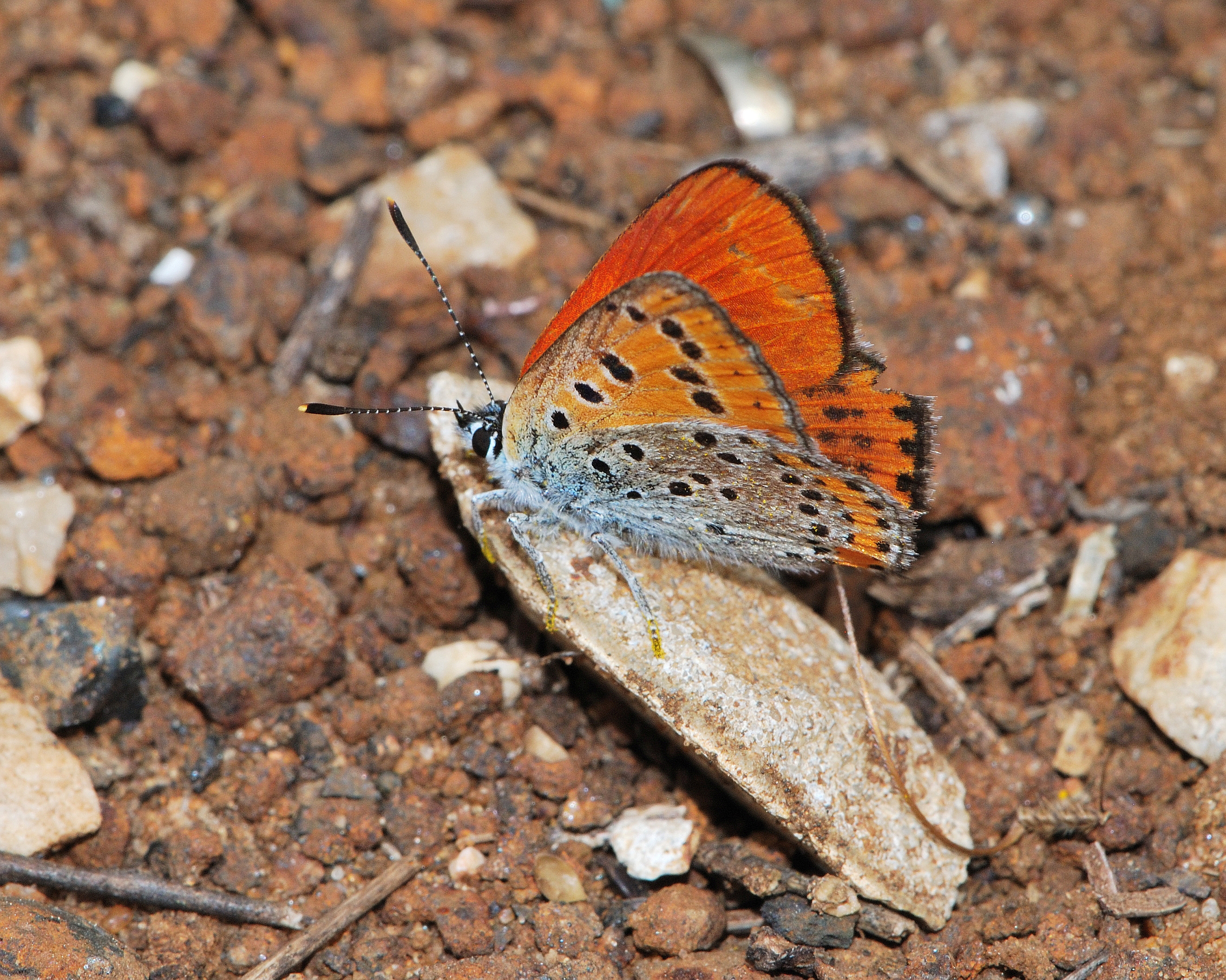 Lycaena thersamon male 1