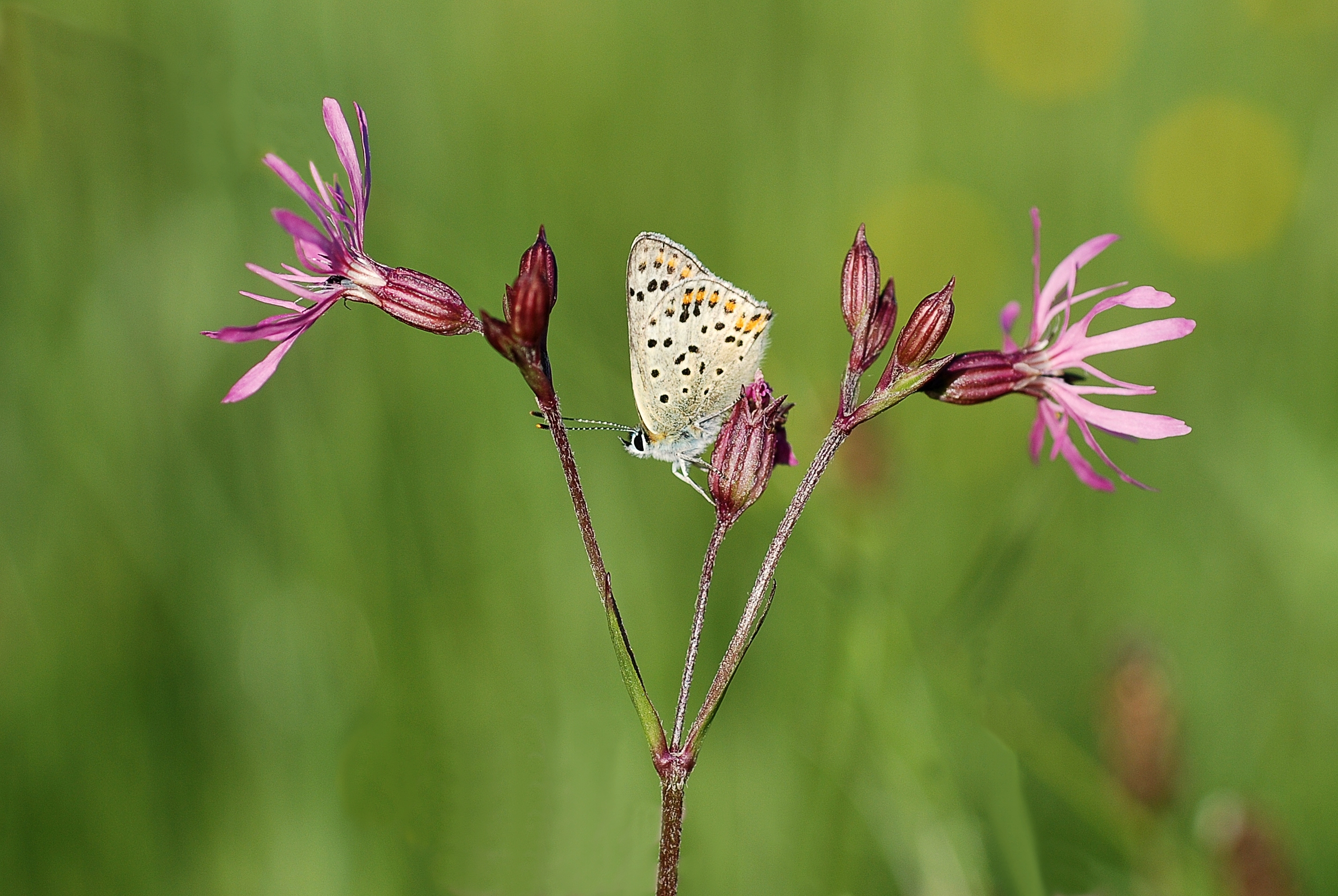 Lycaena tityrus (3596221715)
