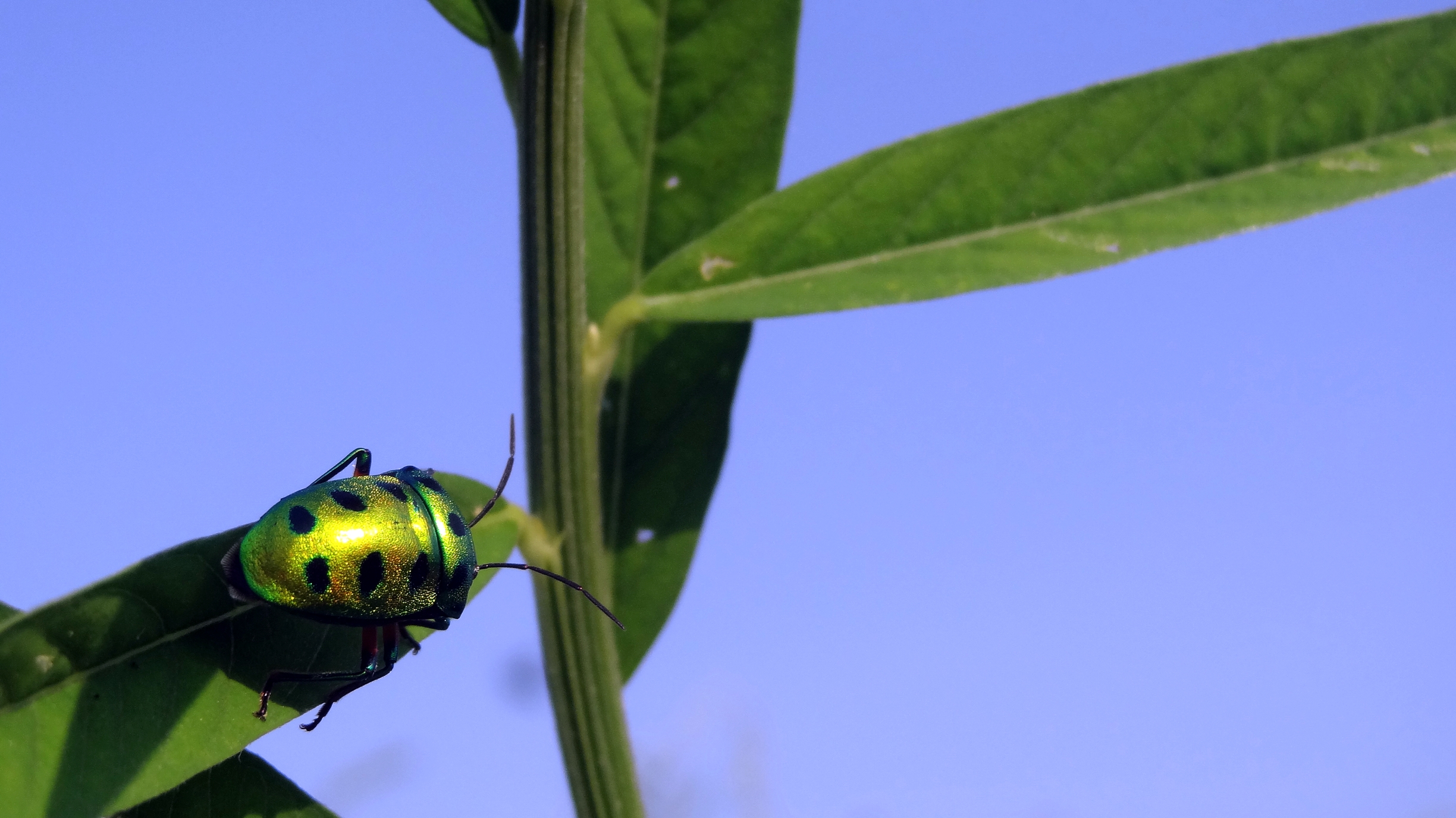 Lychee shield bug
