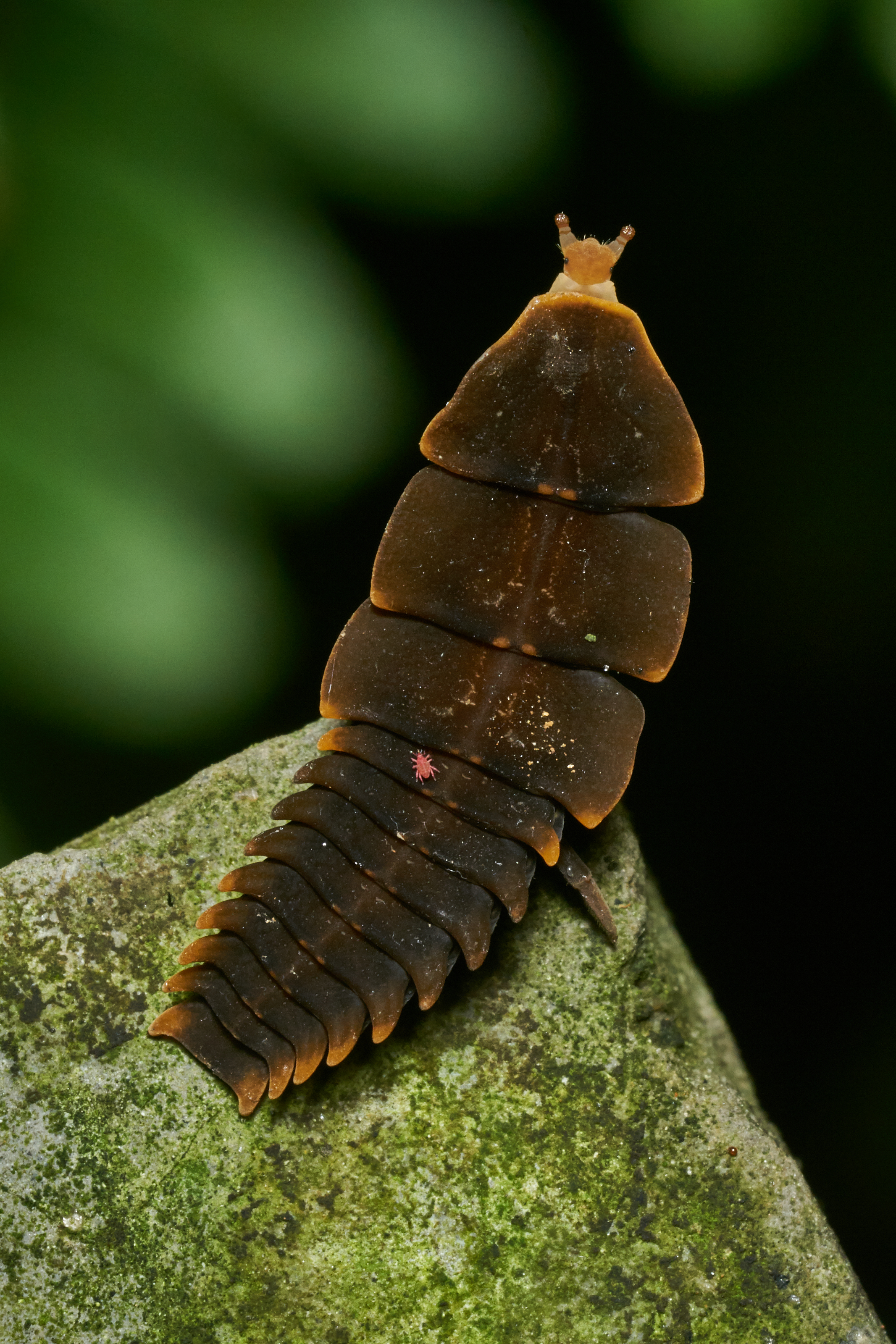 Lycidae-Kadavoor-2017-05-22-001