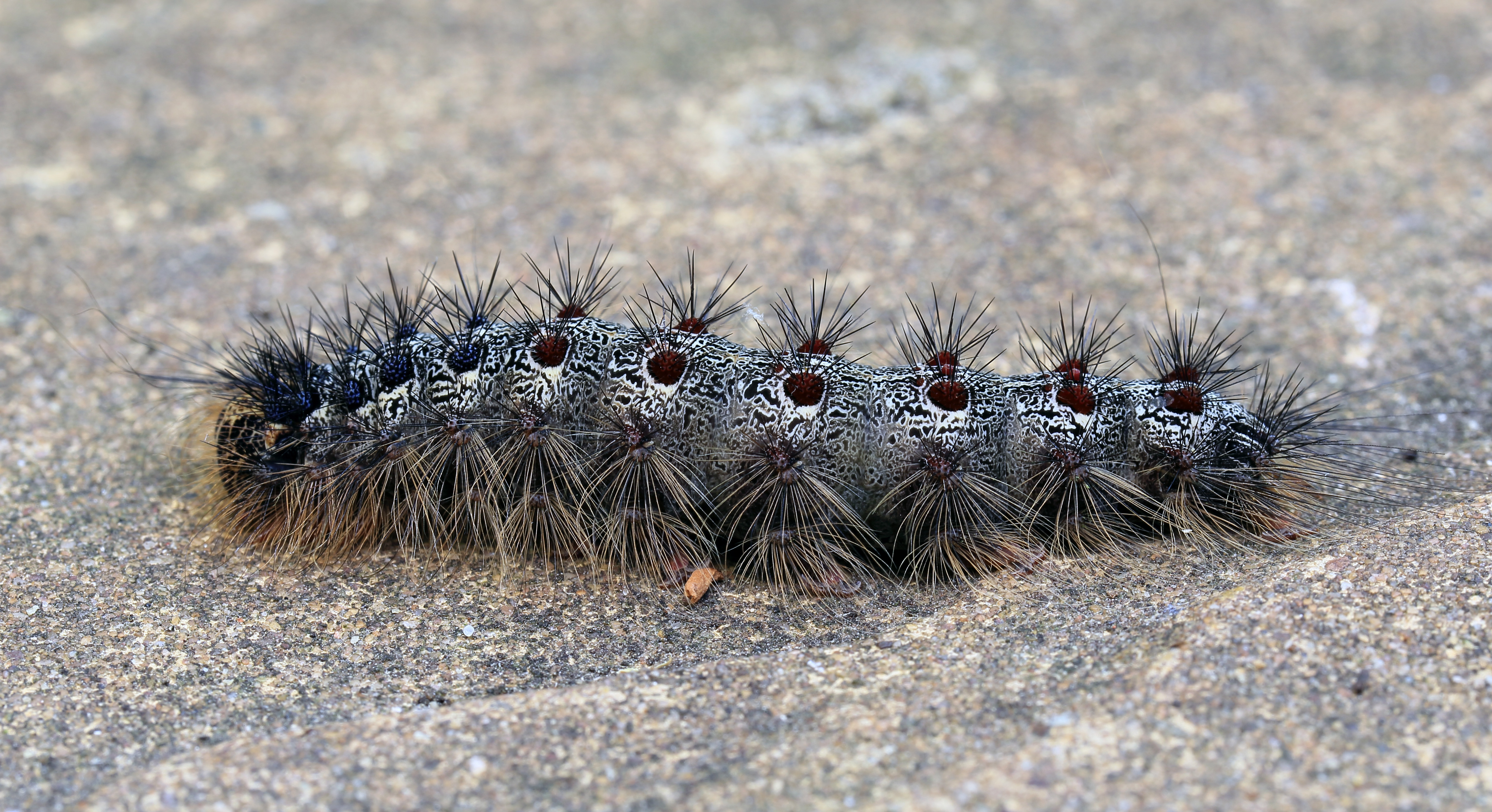Lymantria dispar, UK