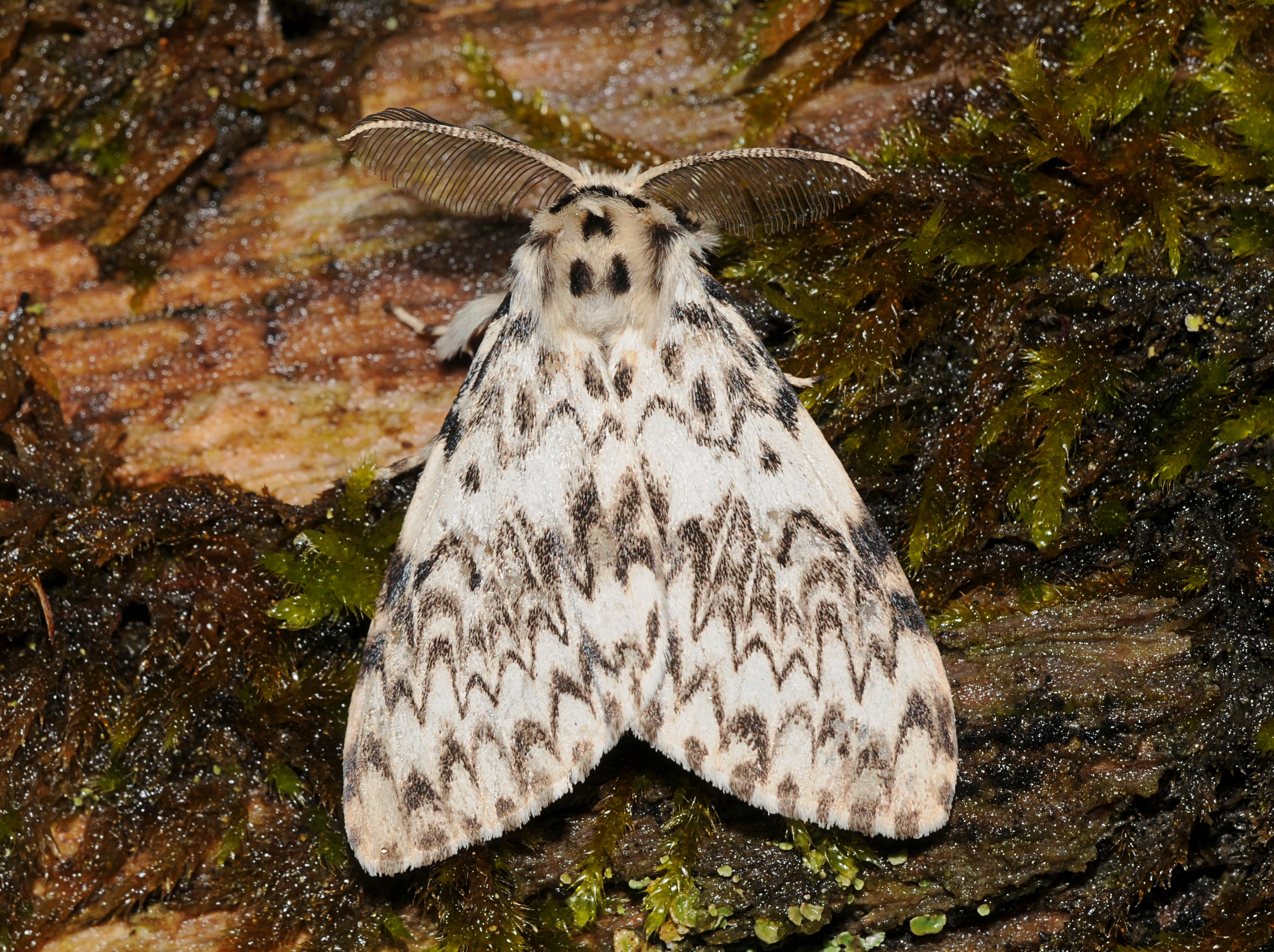 Lymantria monacha Buchstein01