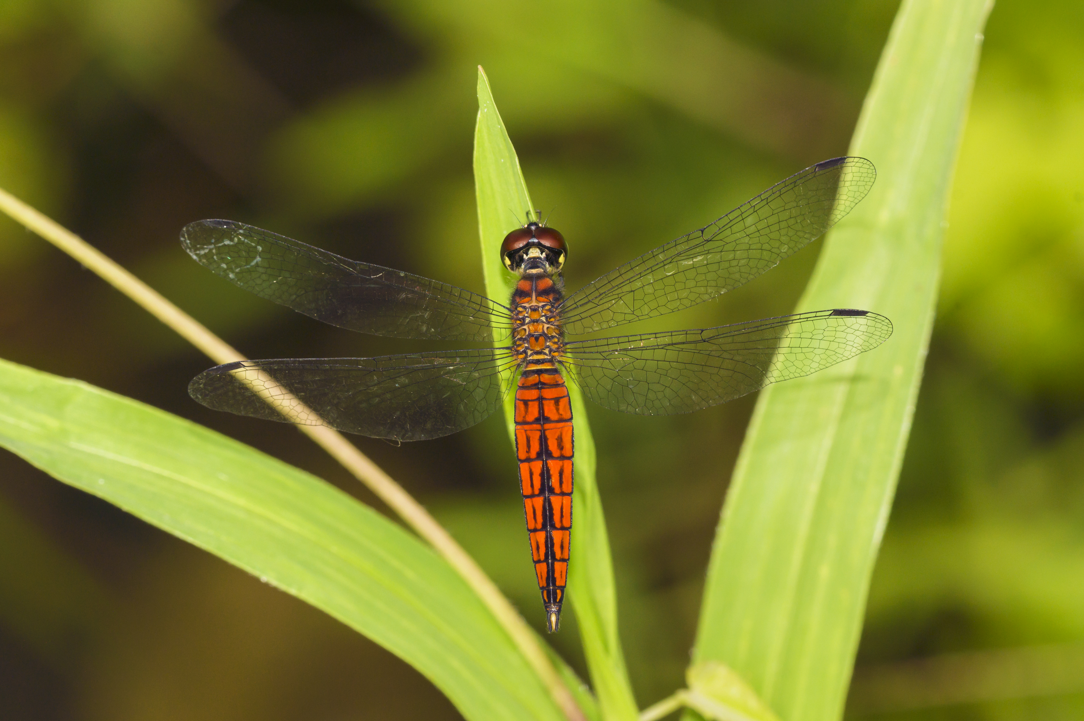 Lyriothemis acigastra male at Kadavoor