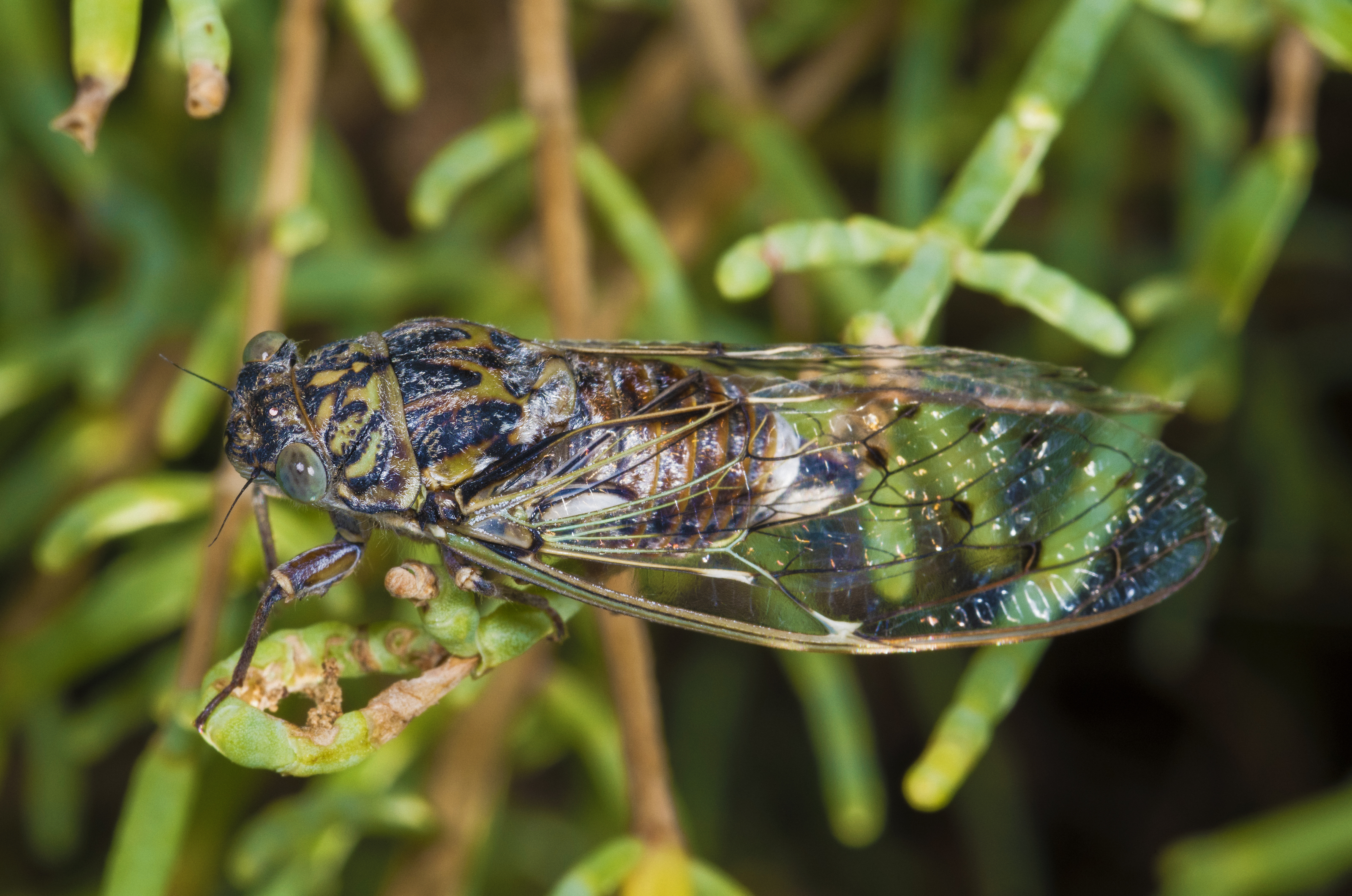 Lyristes plebejus, Vic-la-Gardiole 02