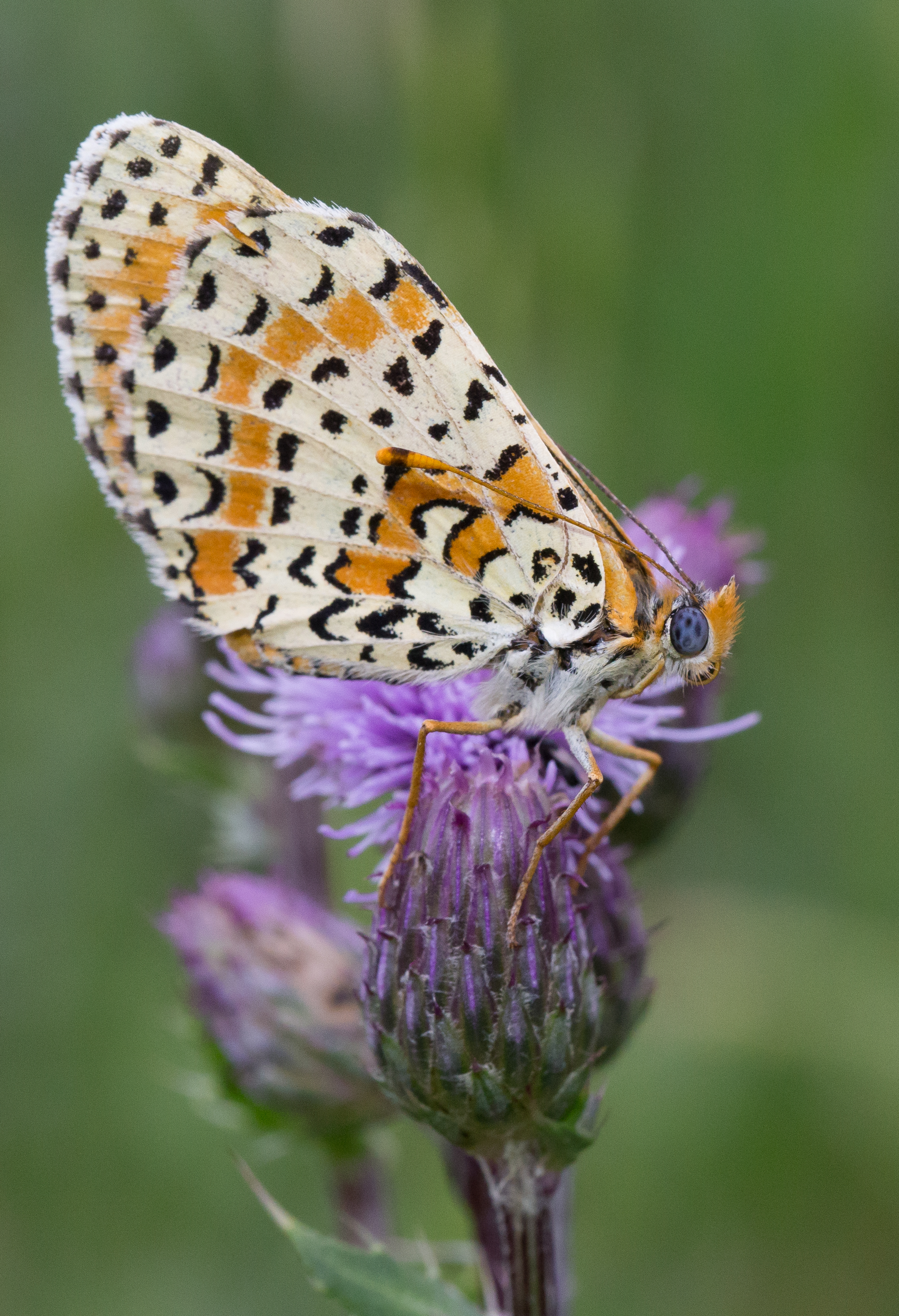 Mélitée Orangé Verrières 3