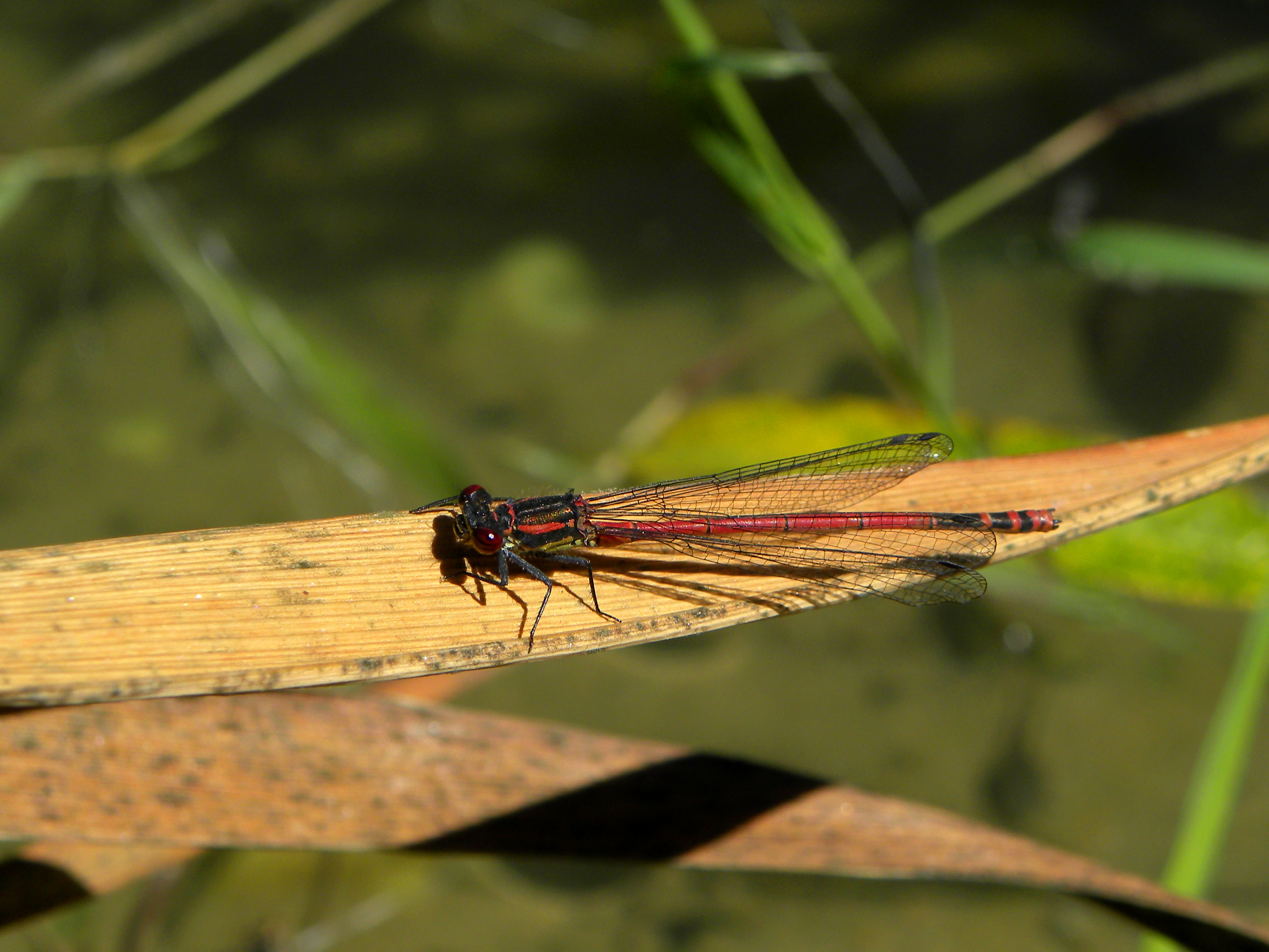 Mönichwald - Adonisjungfer am Amphibienteich II