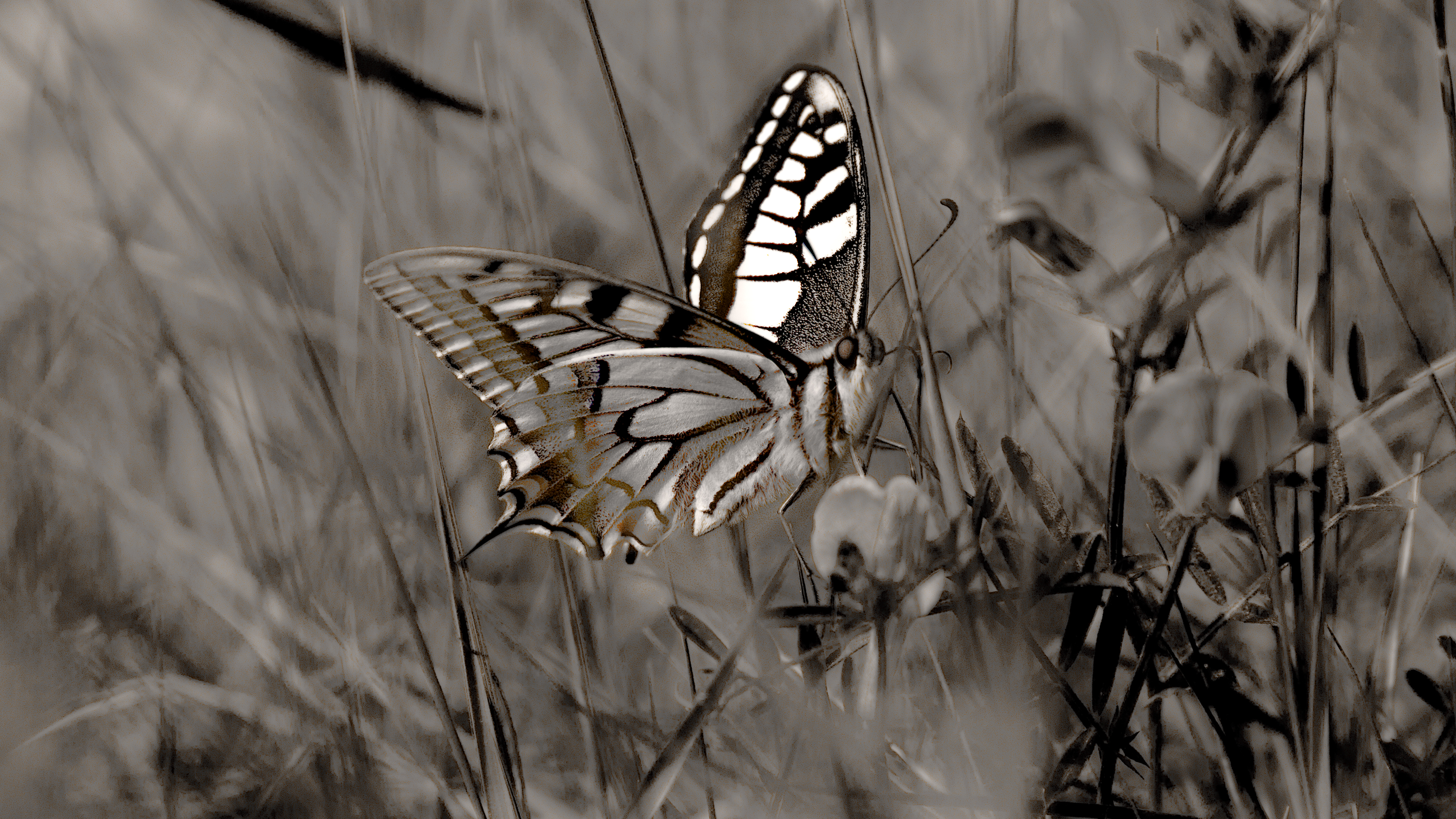 Machaon (16997281387)