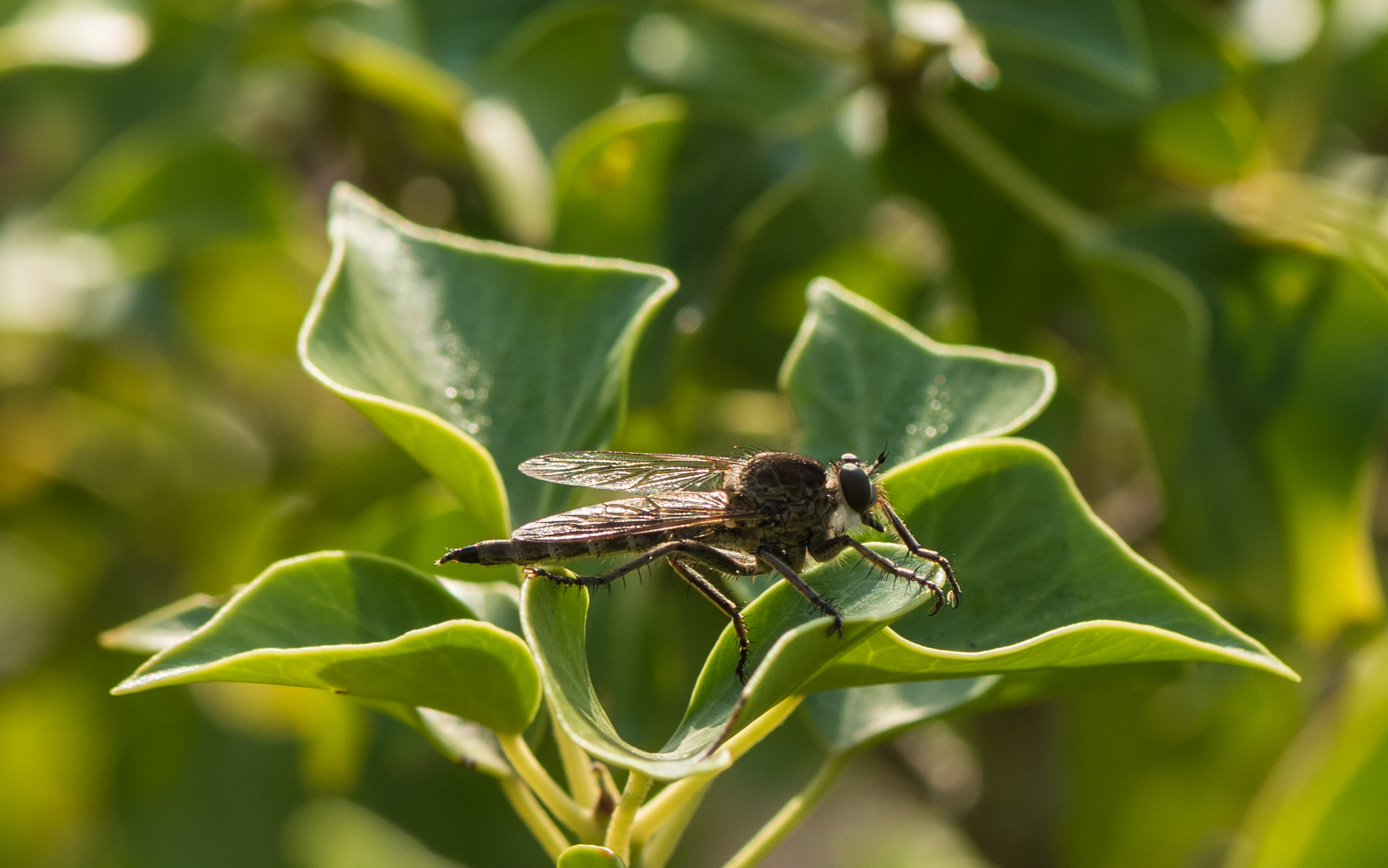 Machimus rusticus, Sète