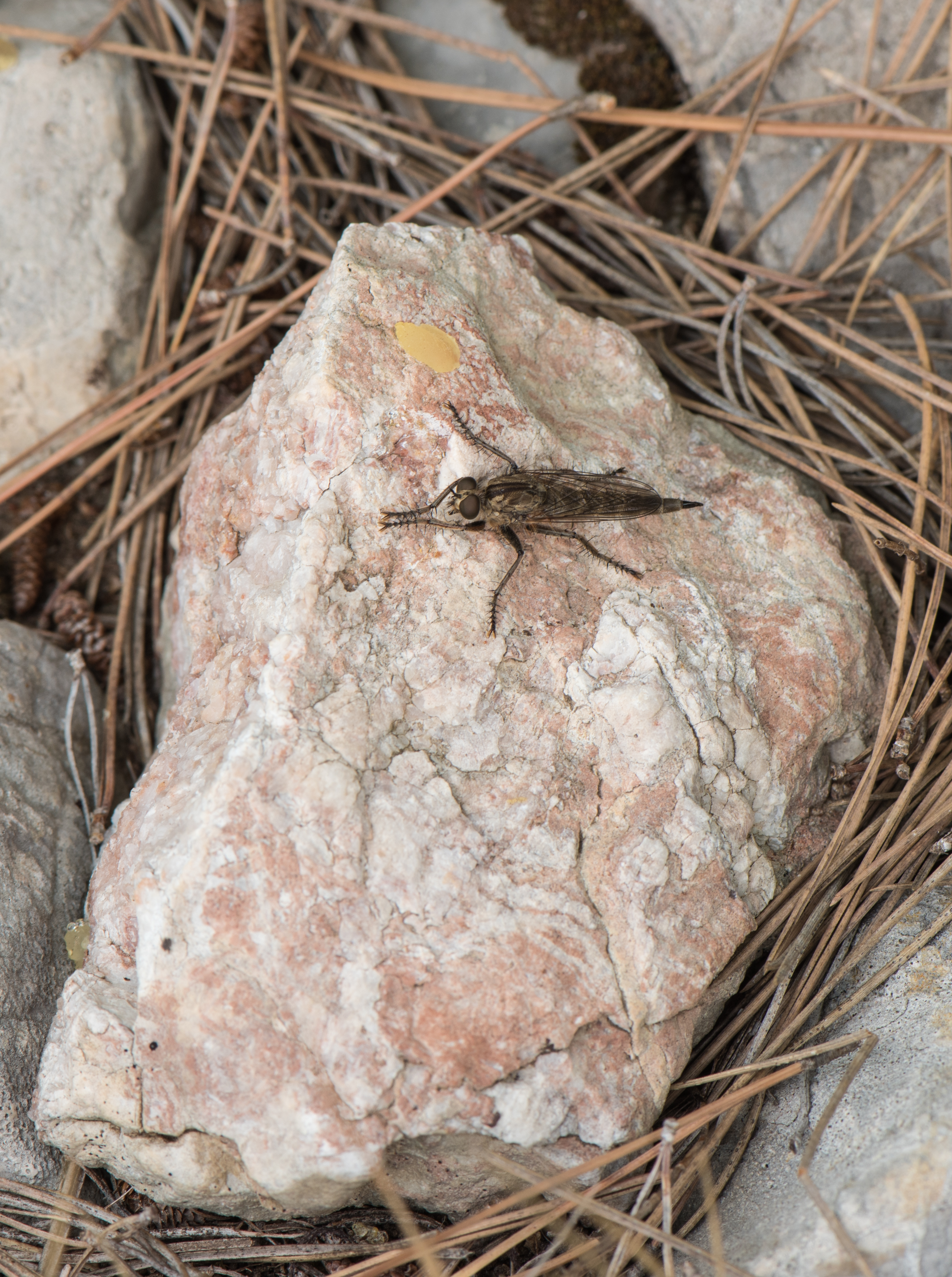 Machimus rusticus, Sète 05