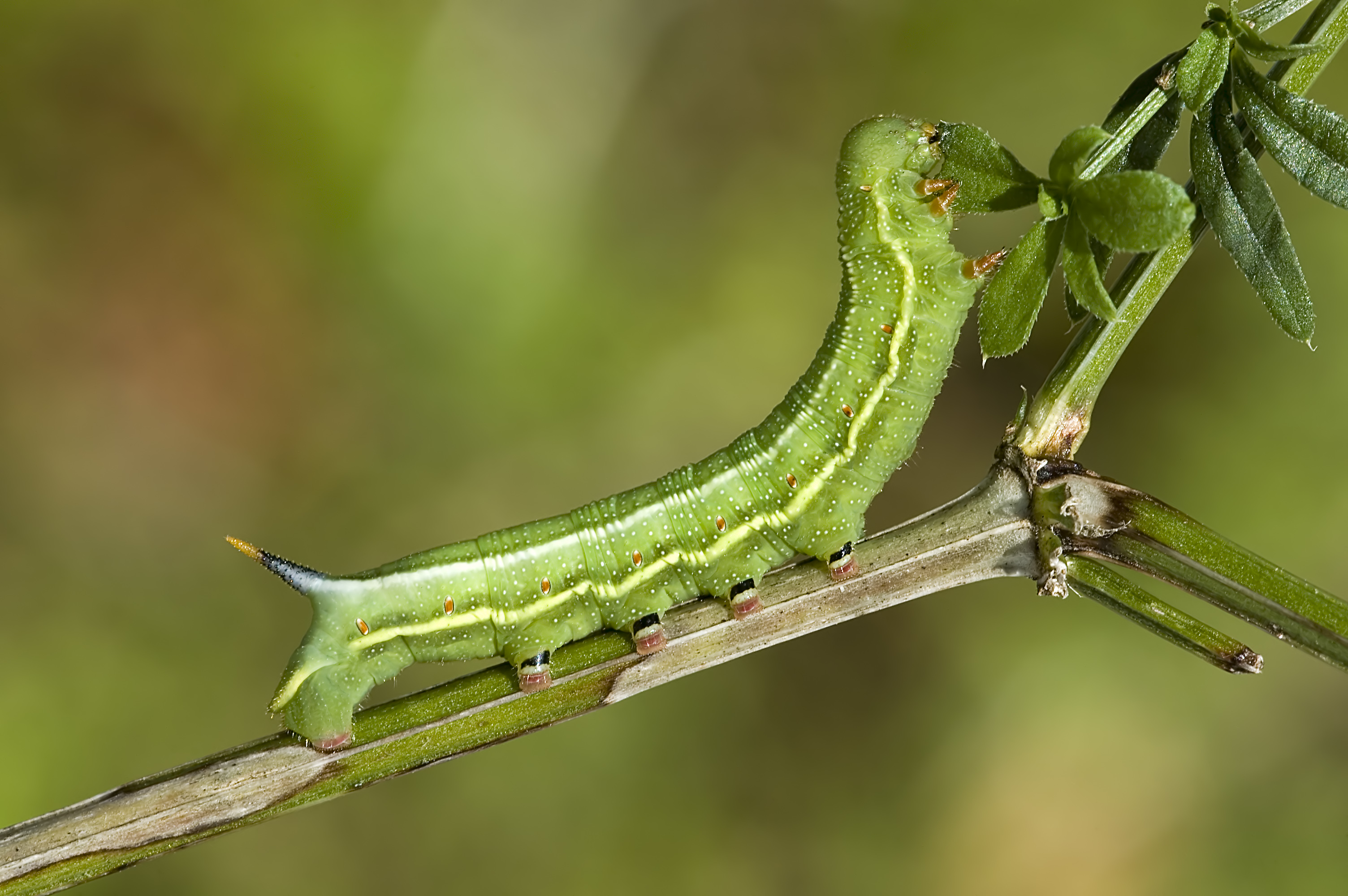 Macroglossum.stellatarum.caterpillar.3088.Liosi