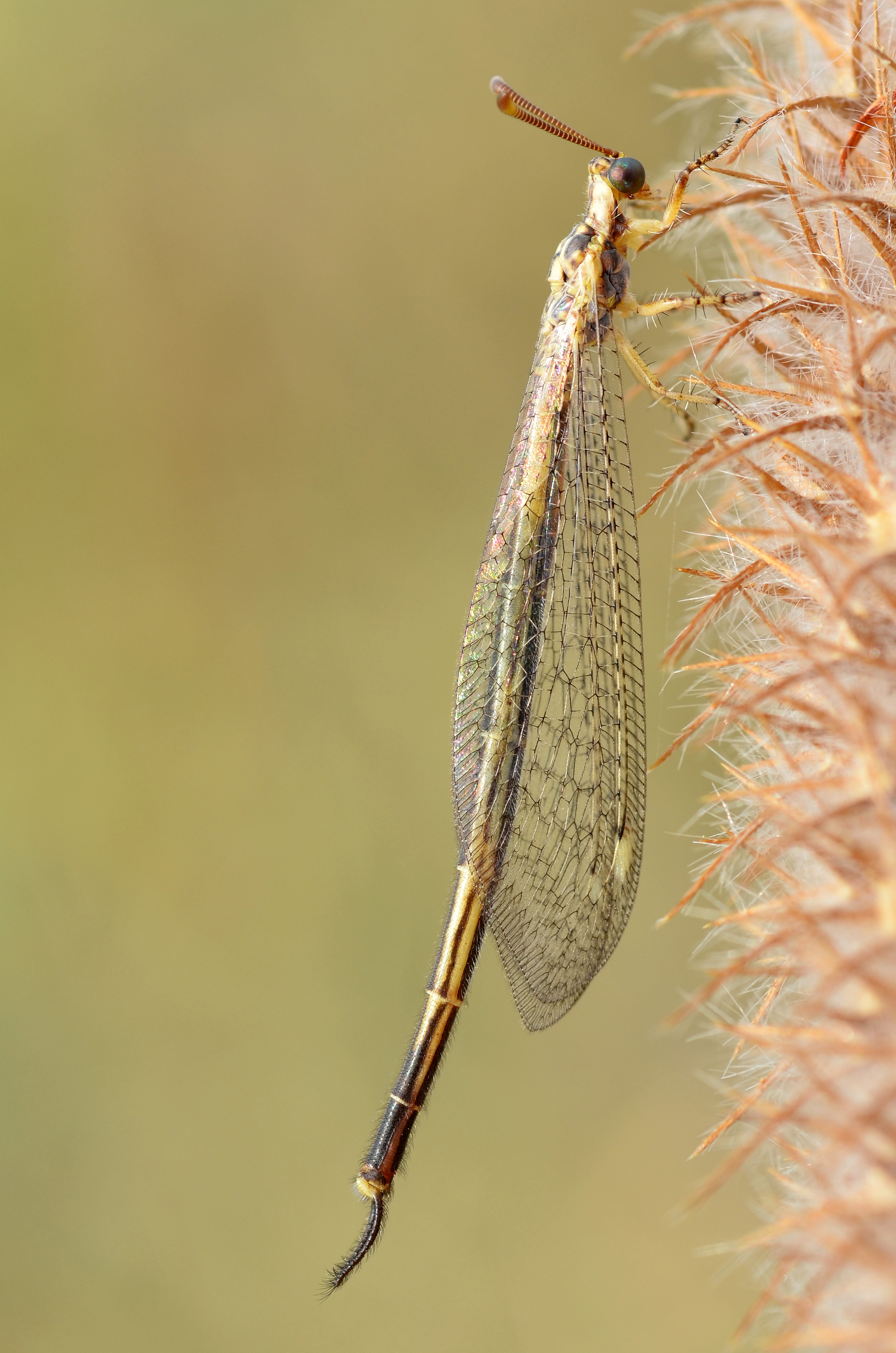 Macronemurus appendiculatus (9566801134)