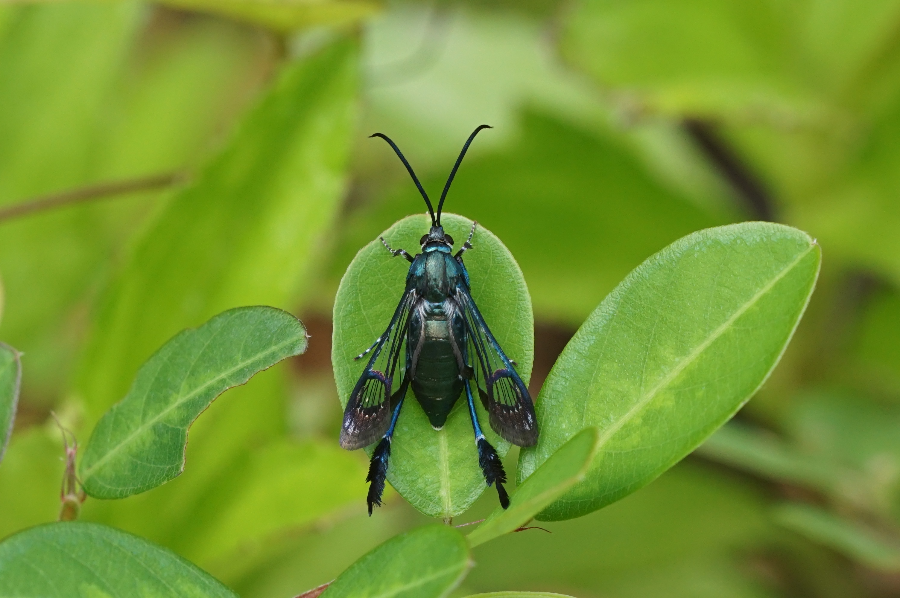 Macrotarsipus sp 05464