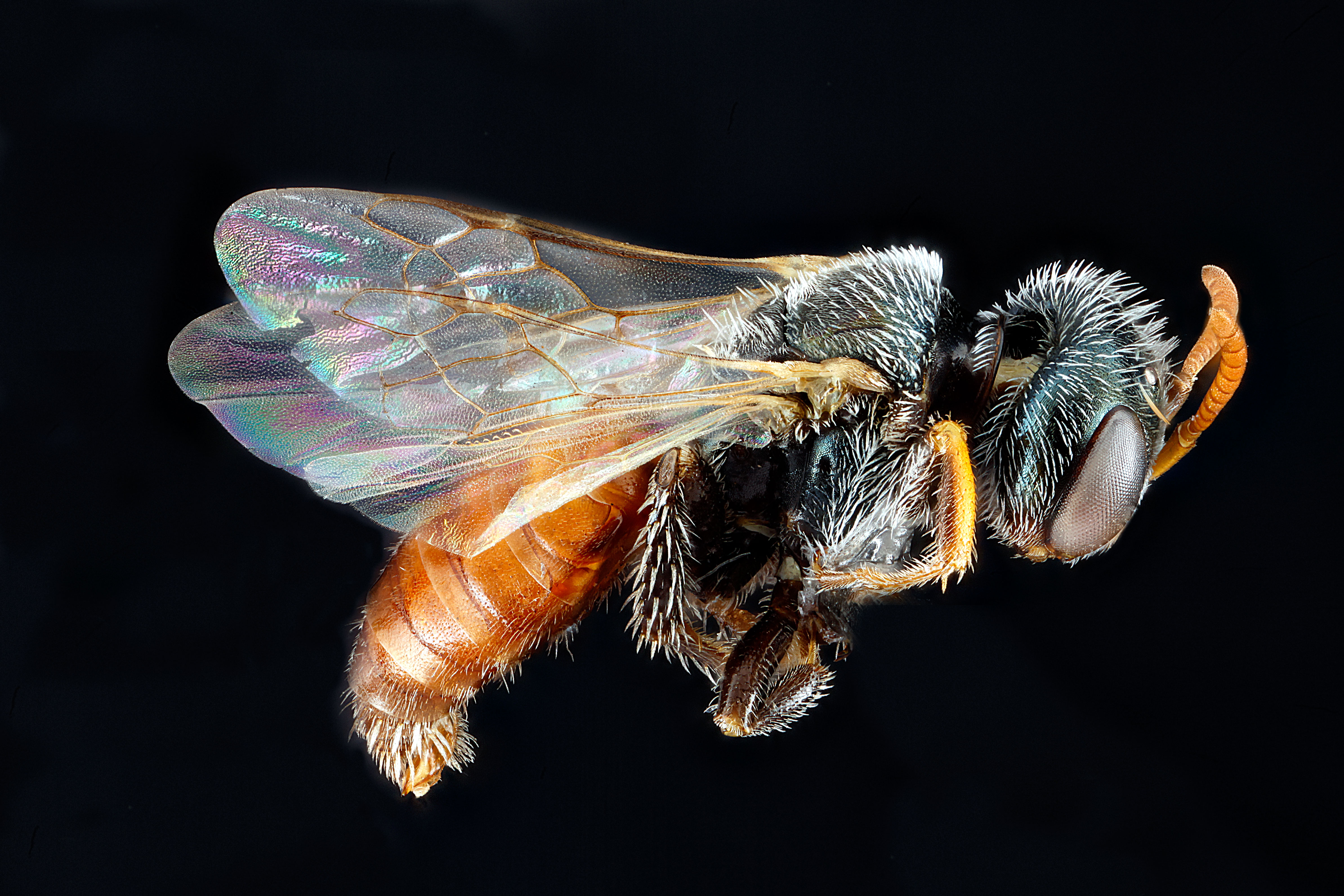 Macrotera latior