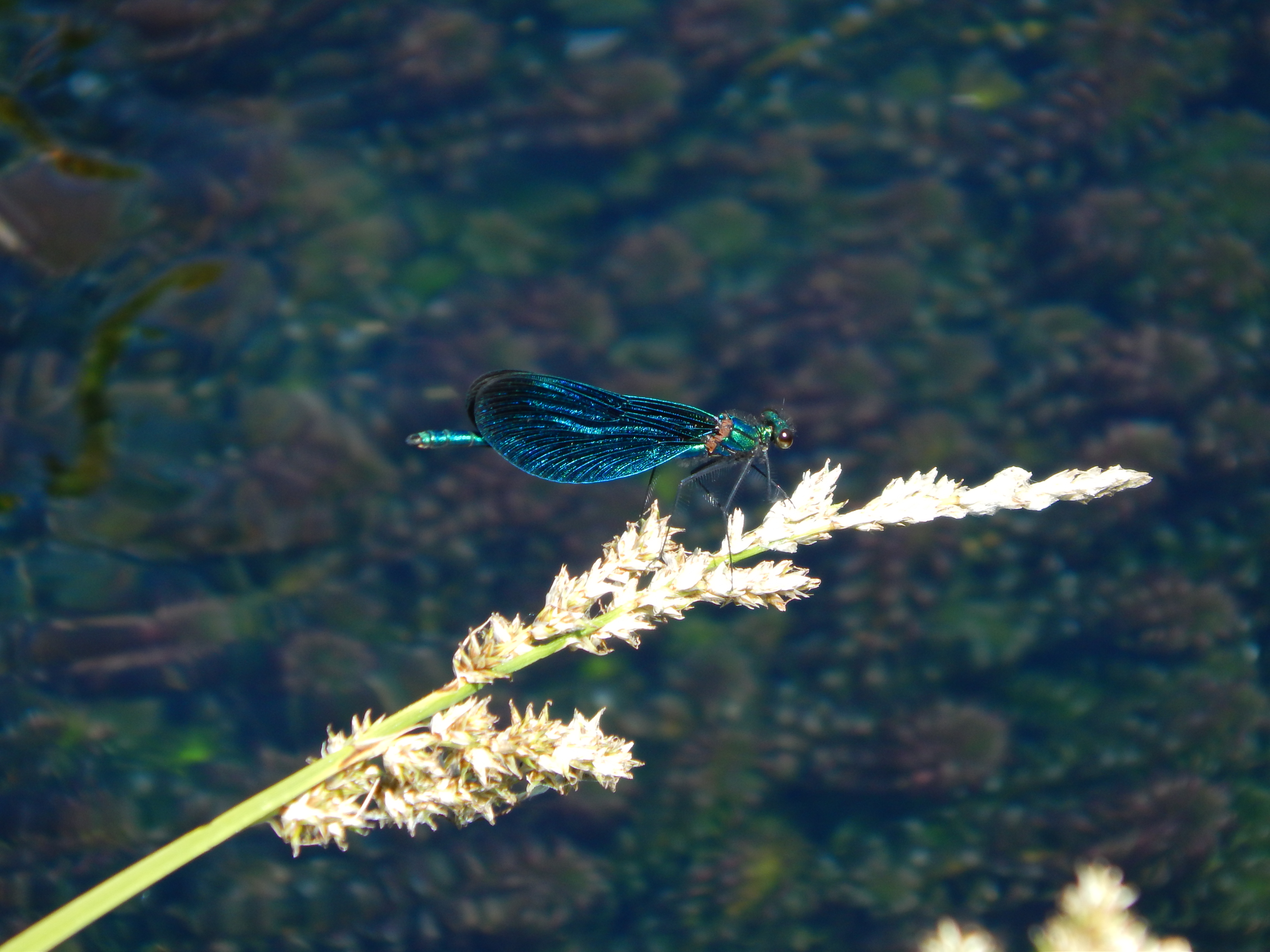 Maennliche Blauflügel-Prachtlibelle