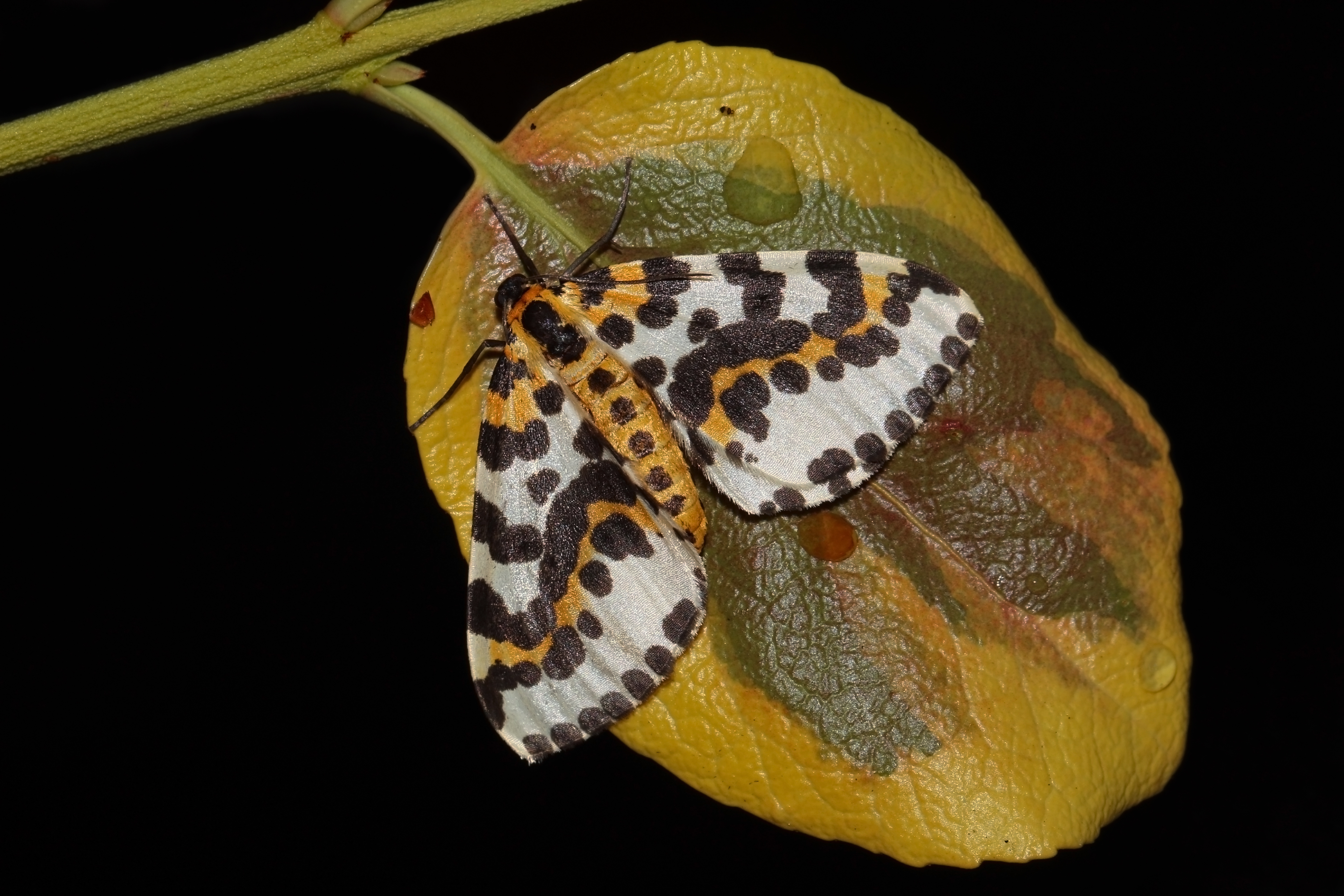 Magpie moth (Abraxas grossulariata)