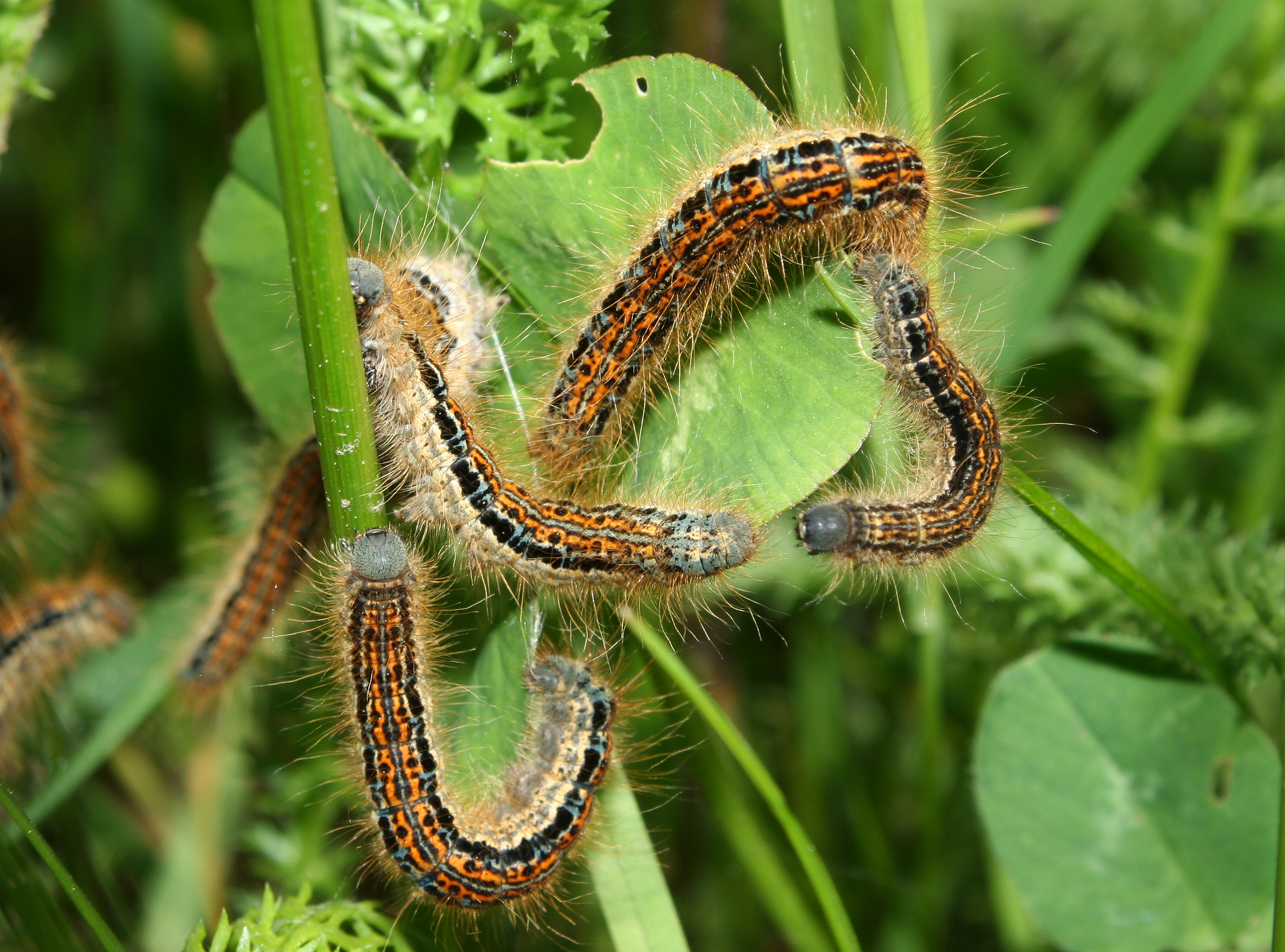 Malacosoma-castrensis-wolfsmilchspinner