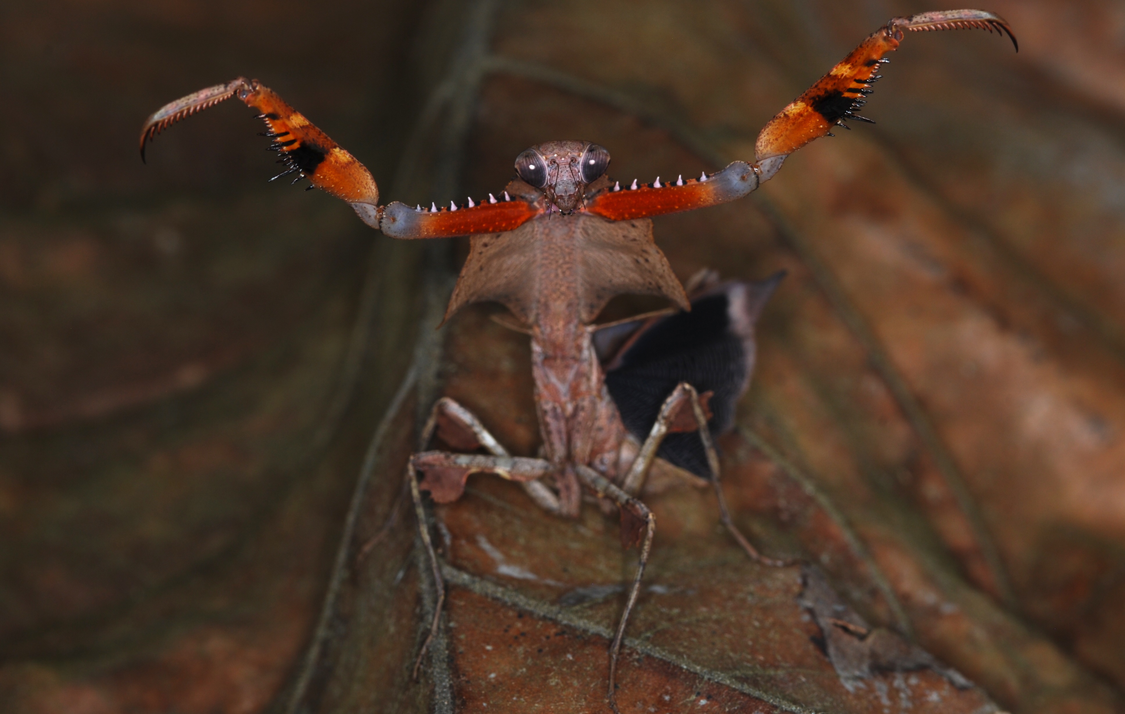Malaysian Dead Leaf Mantis (Deroplatys lobata) threat display (8739099692)