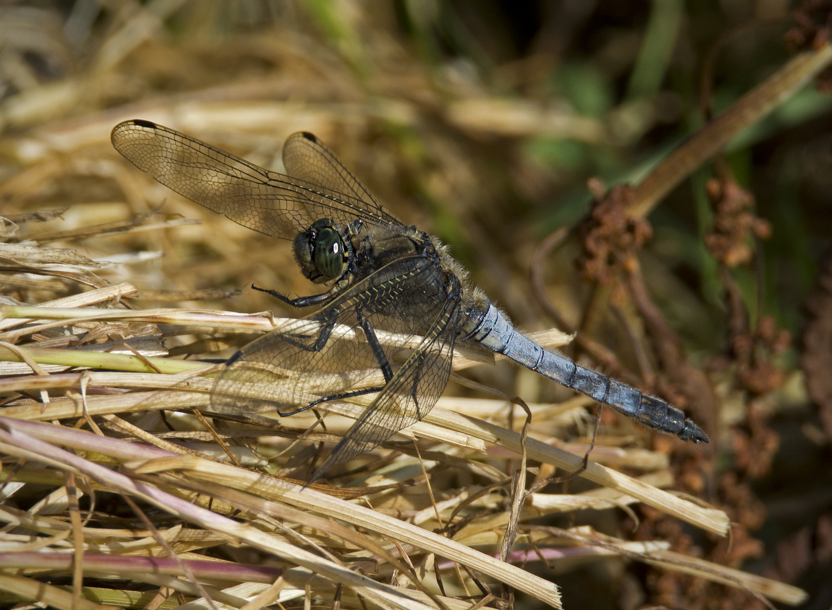Male Black-Tailed Skimmer, Orthetrum cancellatum (19079063068)