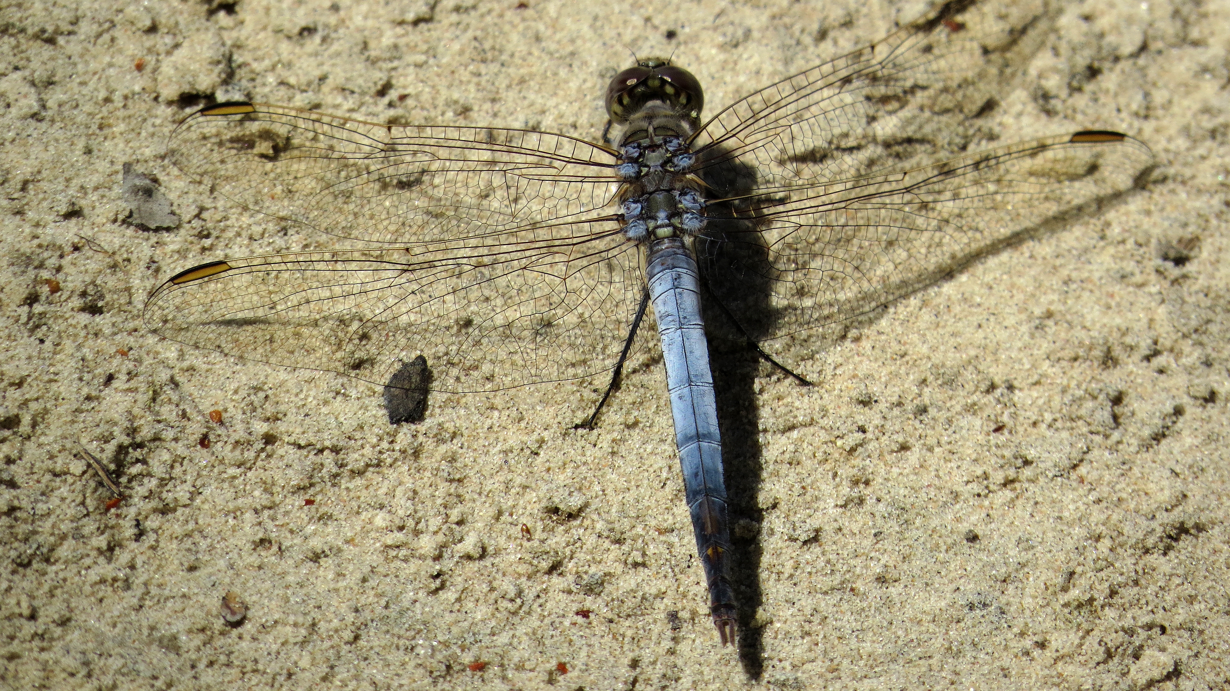 Male Blue Skimmer dorsal (15921456482)