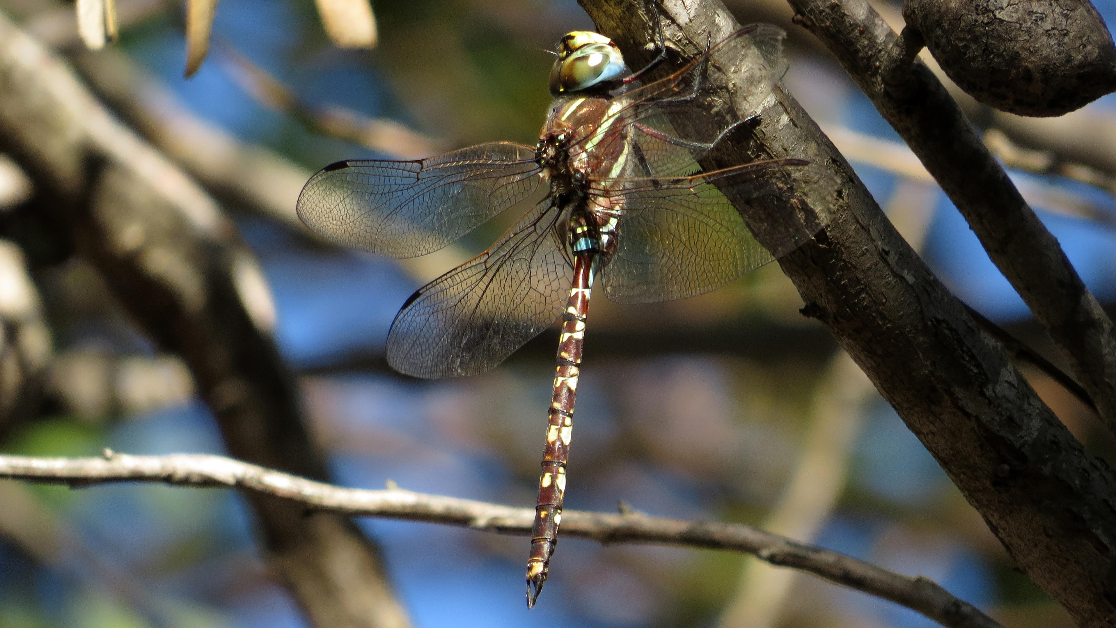 Male Blue-spotted Hawker flank (13162768954)