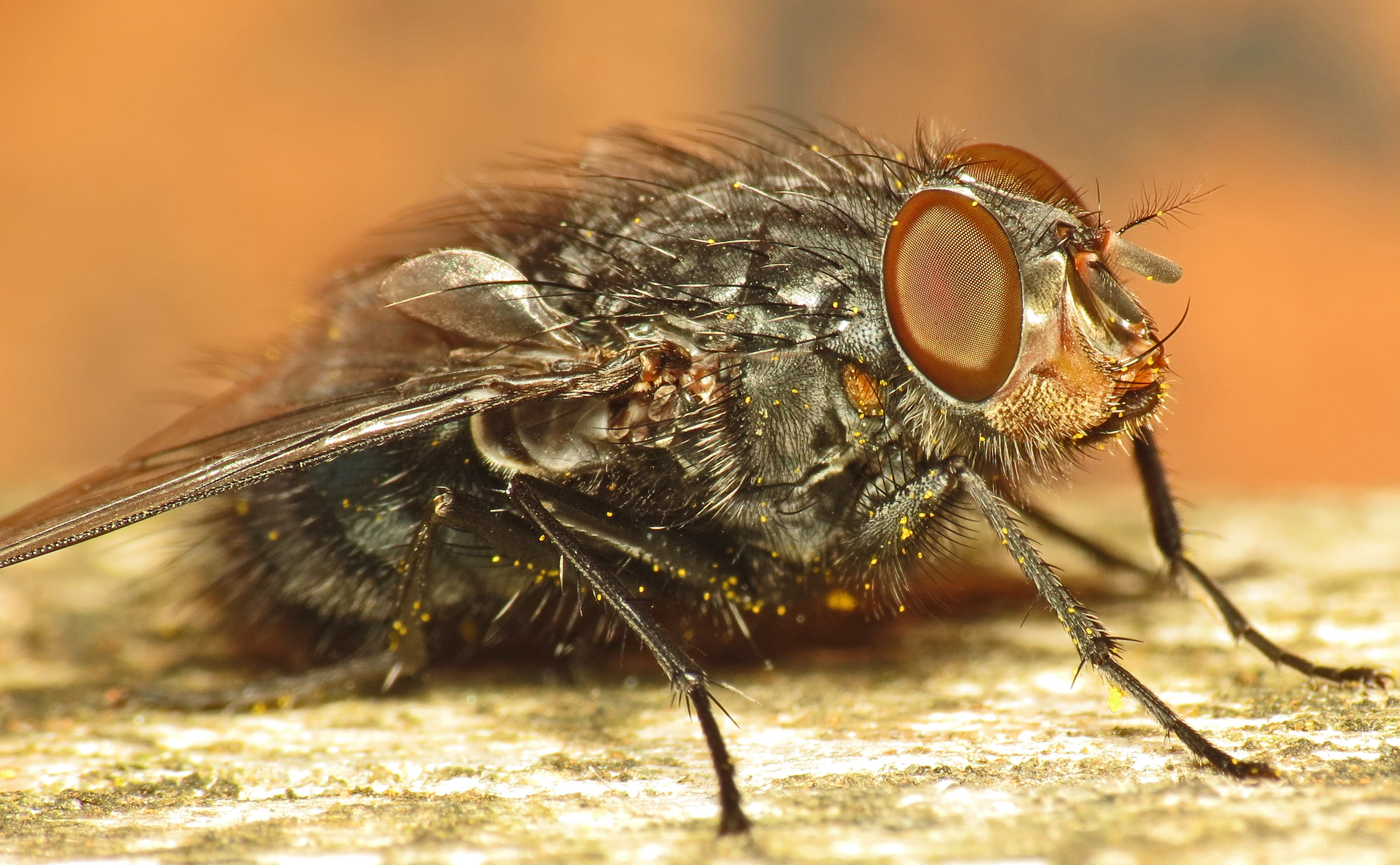 Male Bluebottle (Calliphora vicina)