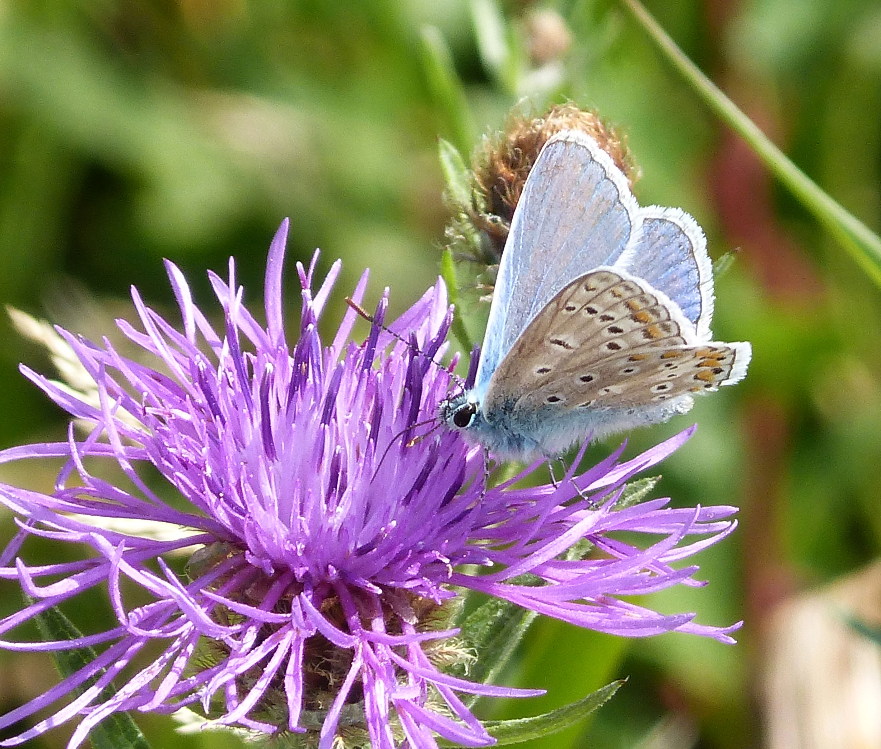 Male Common Blue. Polyommatus icarus - Flickr - gailhampshire (2)