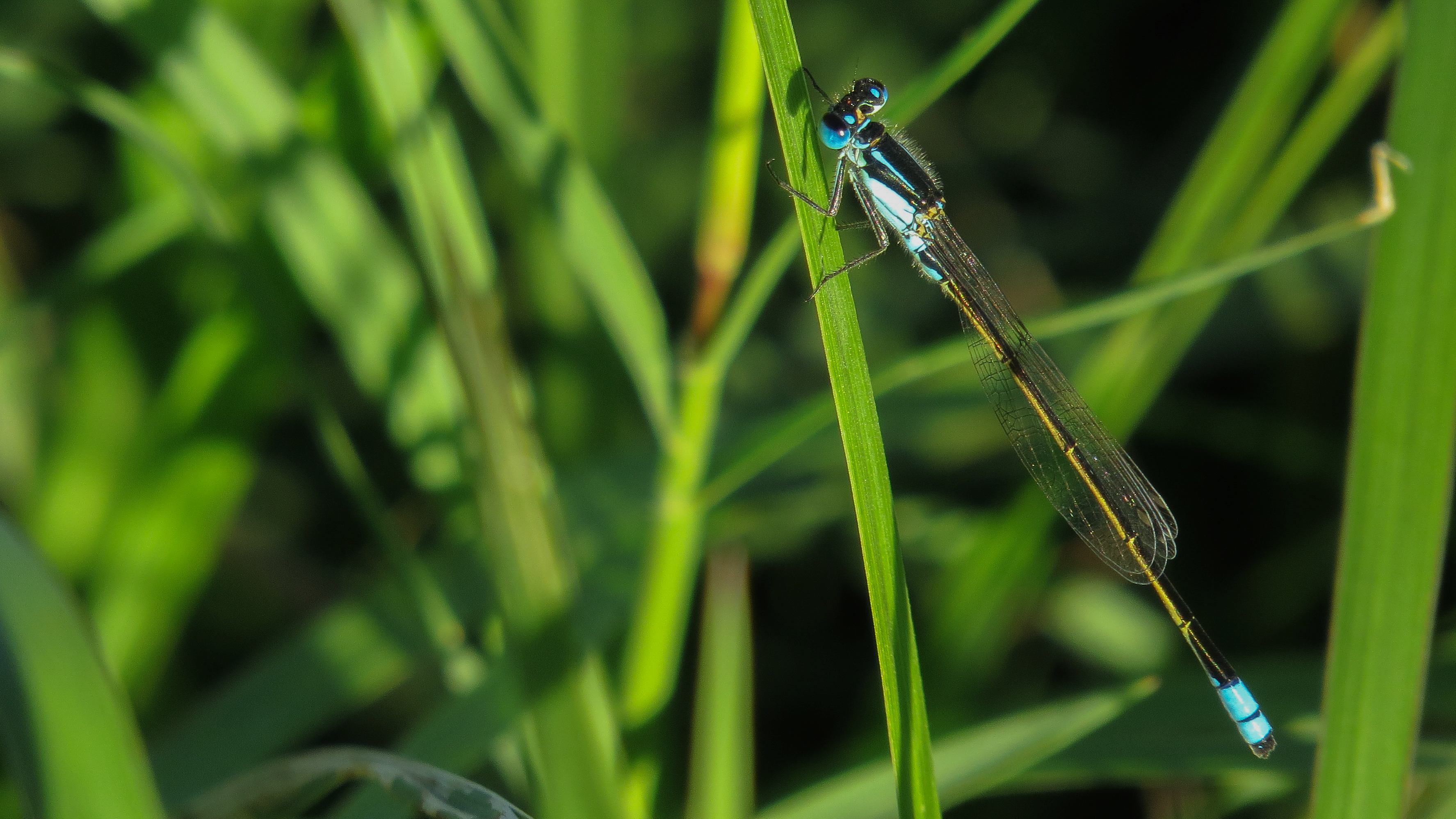 Male Common Bluetail (17273309791)