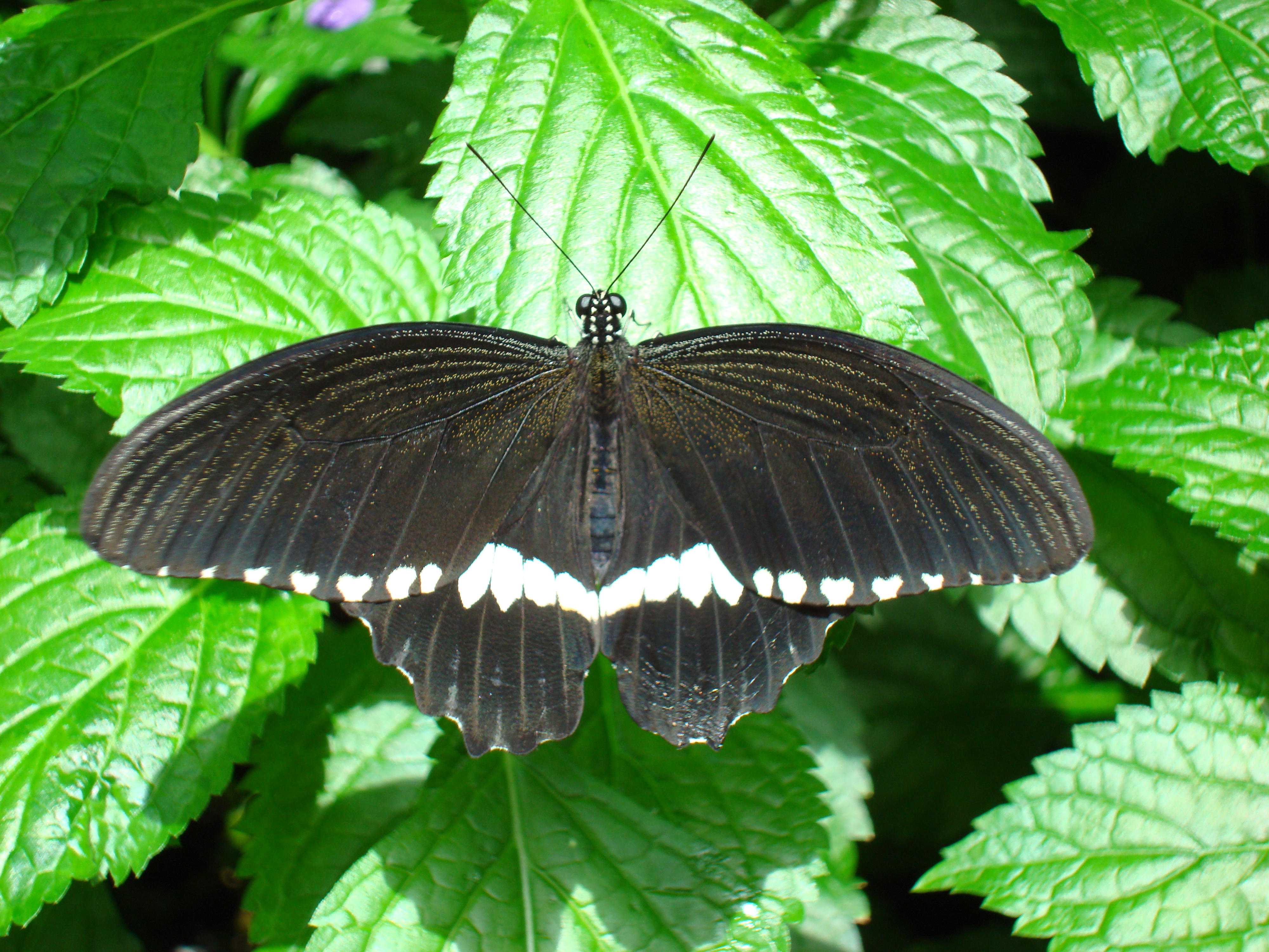 Male Common Mormon butterfly at the Niagara Parks Butterfly Conservatory, 2010 B