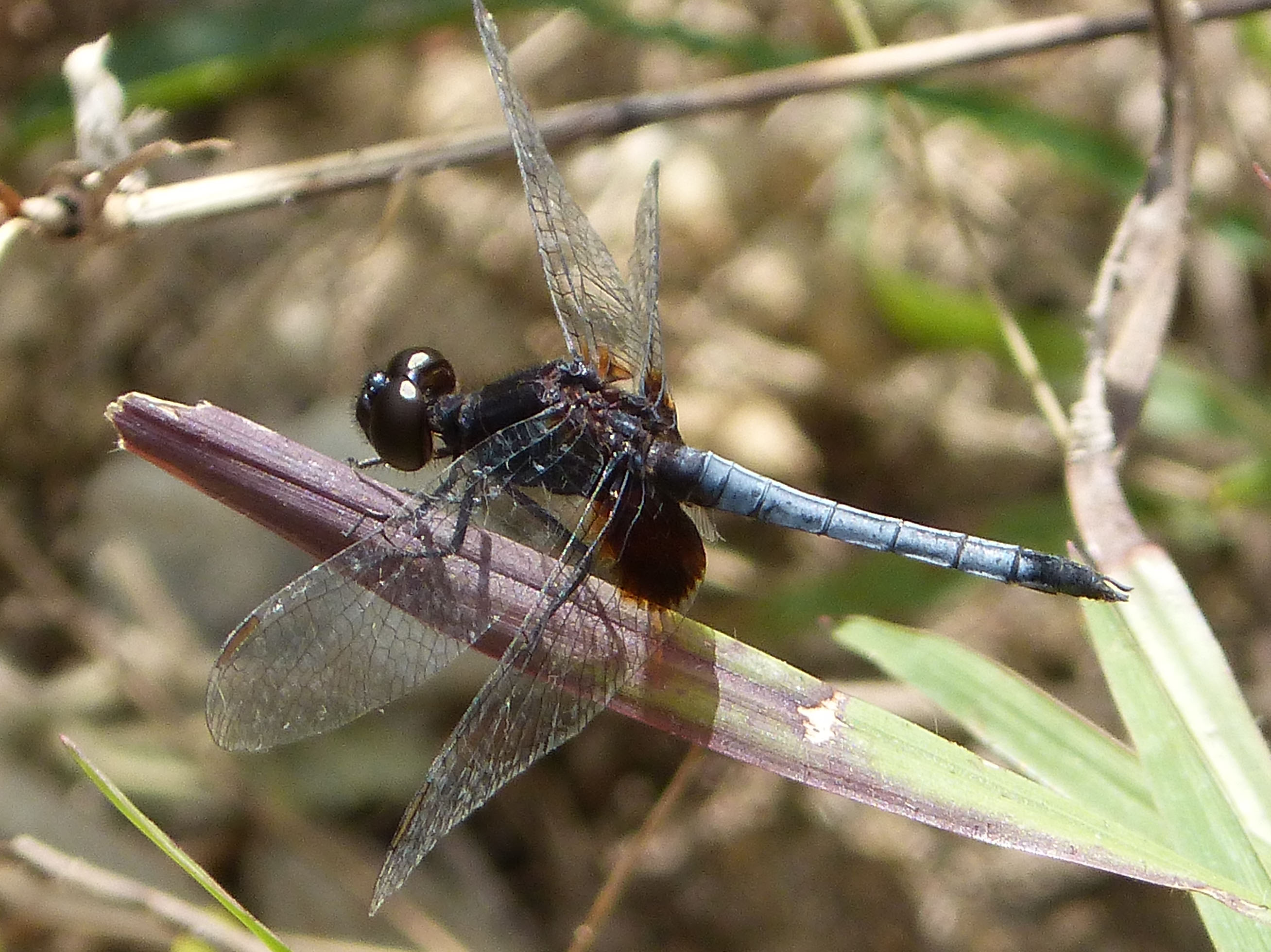 Male Erythrodiplax fusca. Red-faced Dragonlet - Flickr - gailhampshire (2)