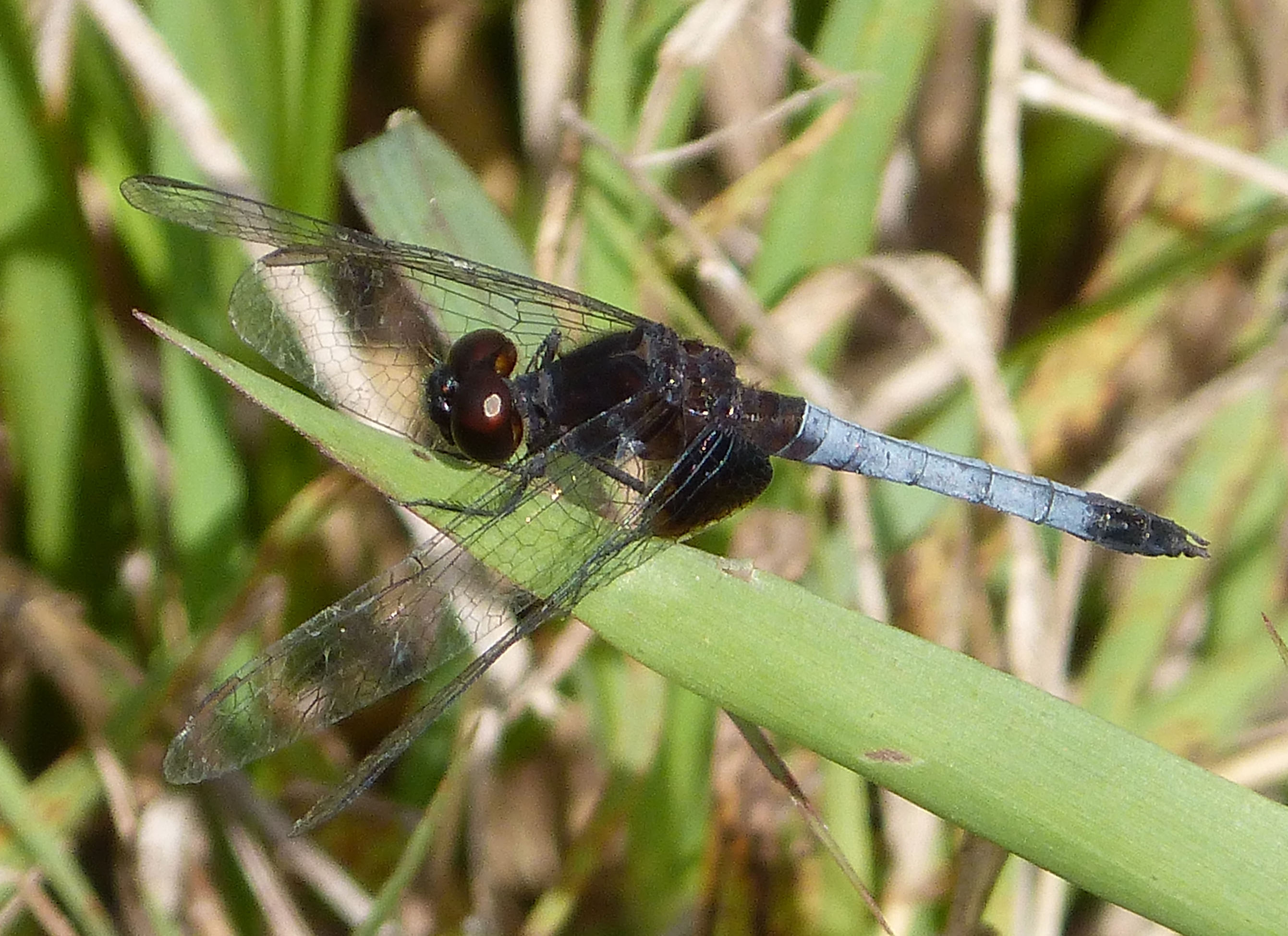 Male Erythrodiplax fusca. Red-faced Dragonlet - Flickr - gailhampshire (3)