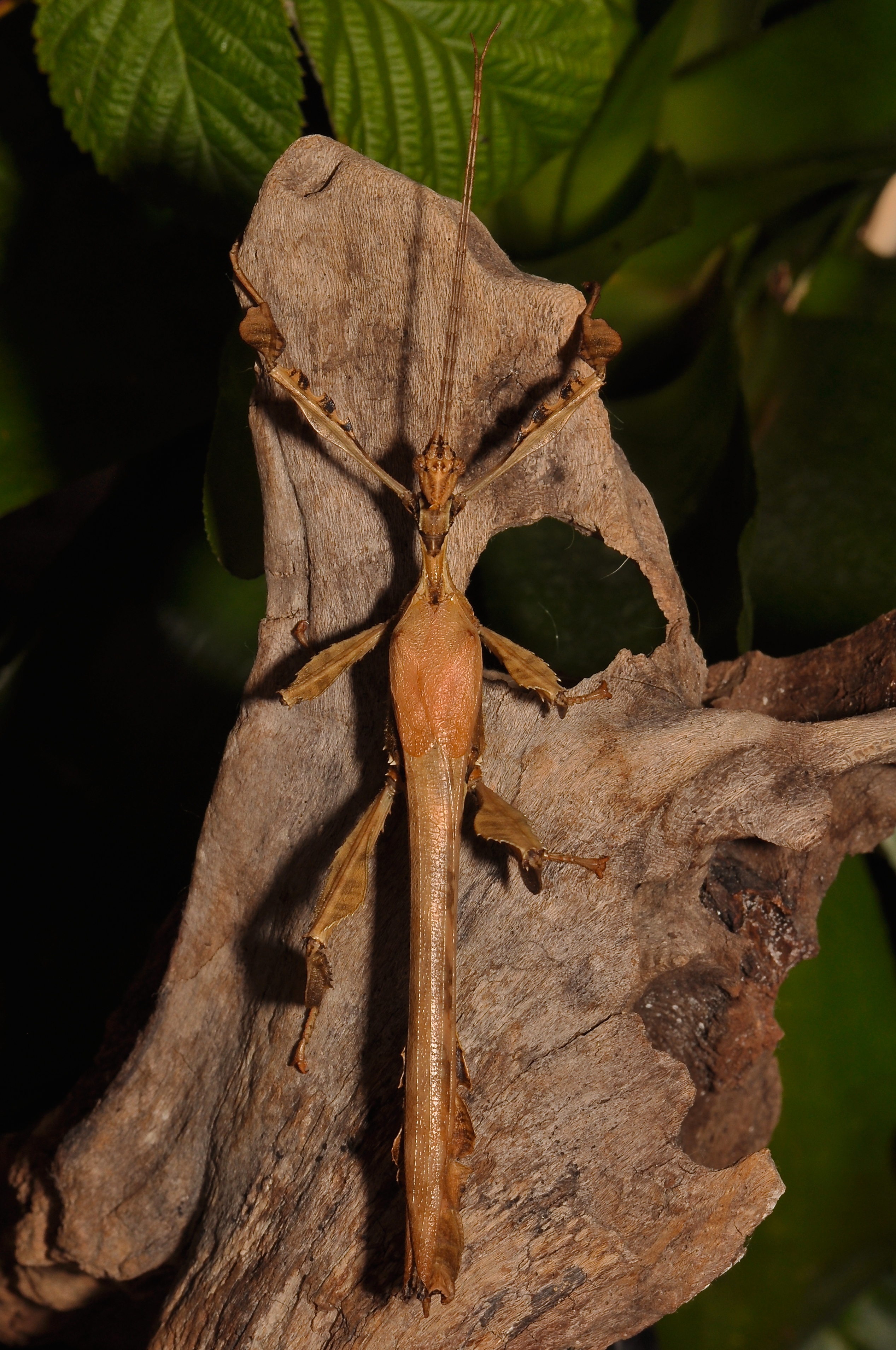 Male Extatosoma tiaratum (16615999493)