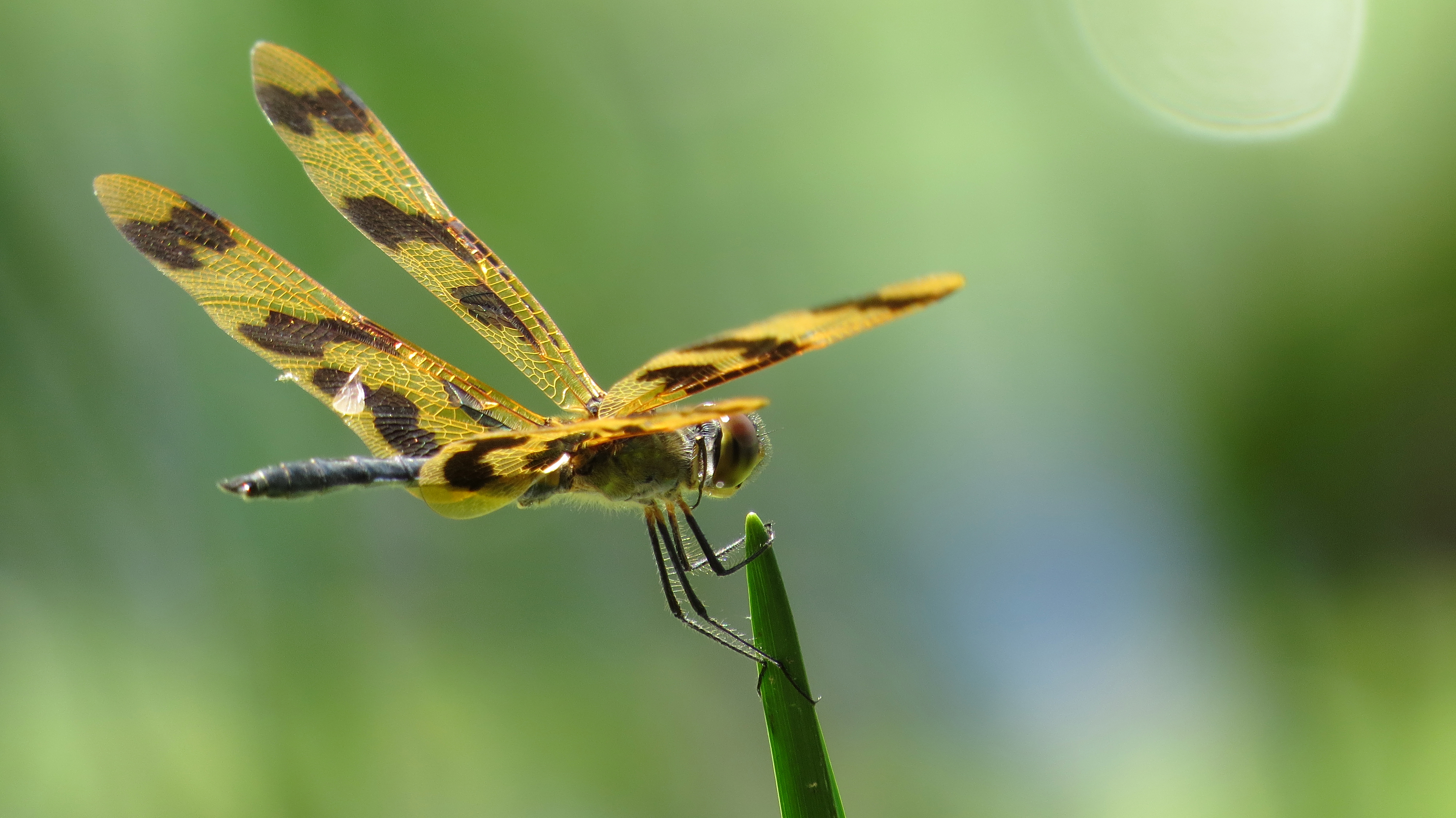 Male Graphic Flutterer wings up (16009440162)