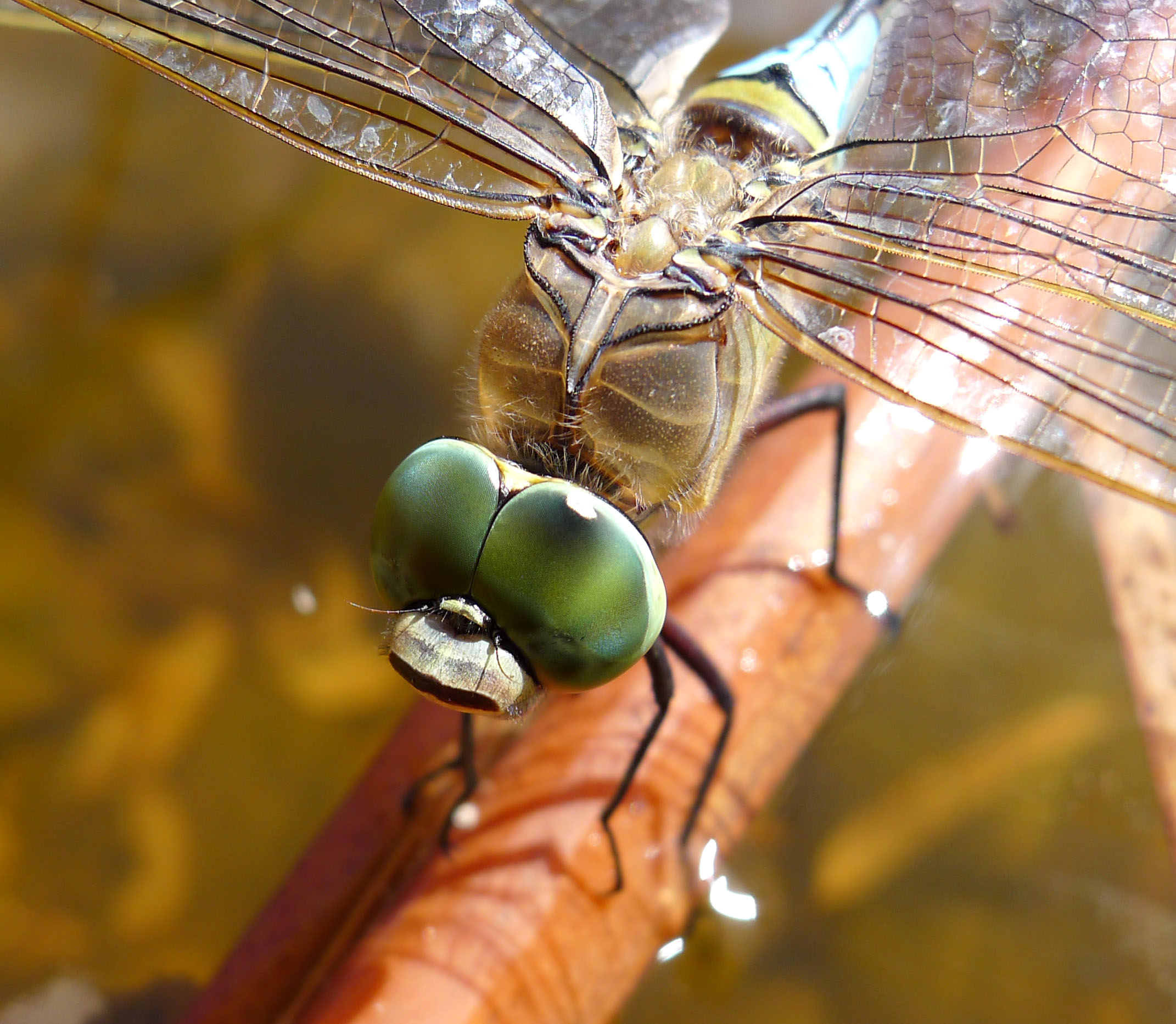 Male Lesser Emperor. Anax parthenope. Head detail - Flickr - gailhampshire