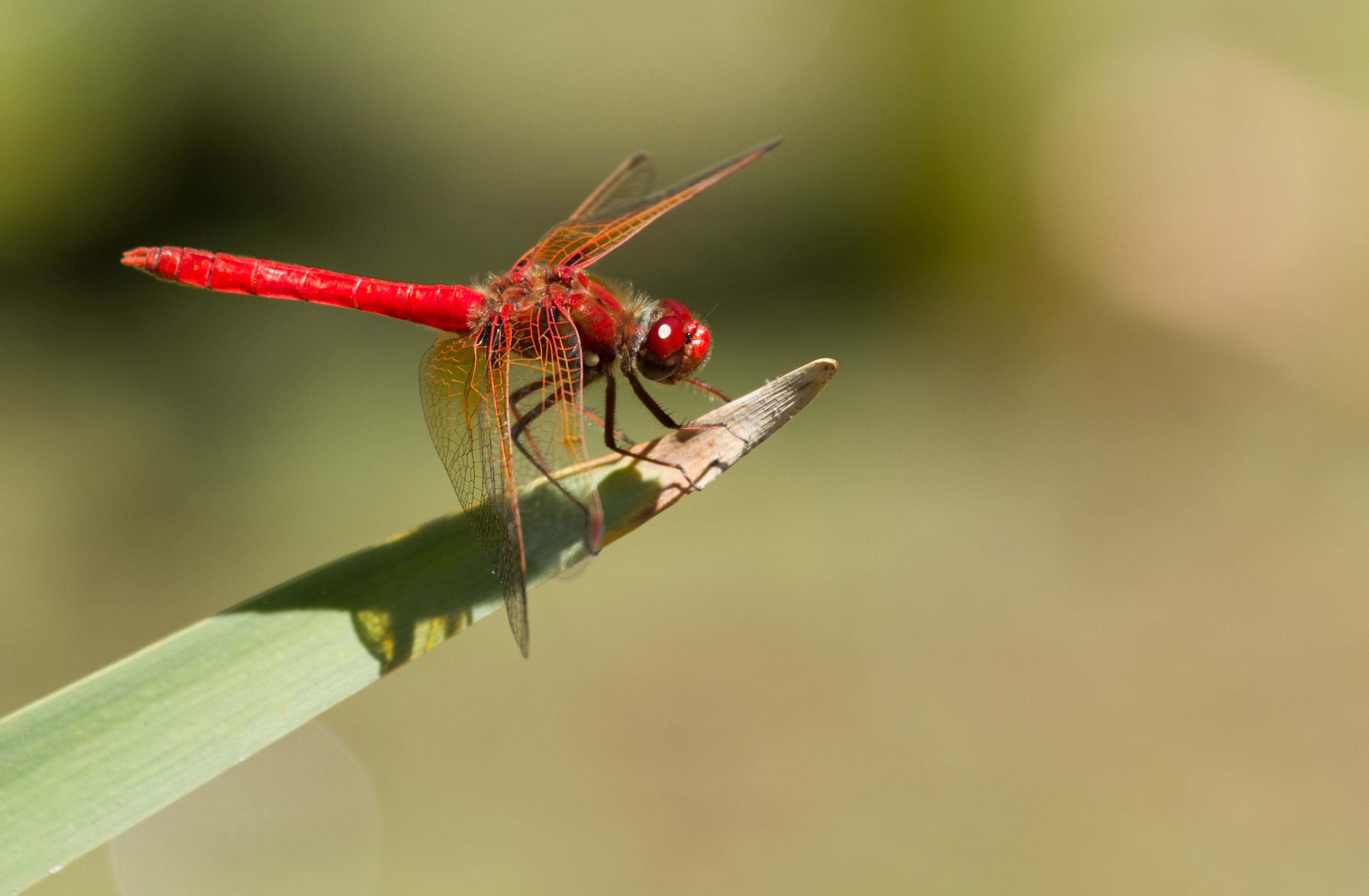 Male Libellula croceipennis