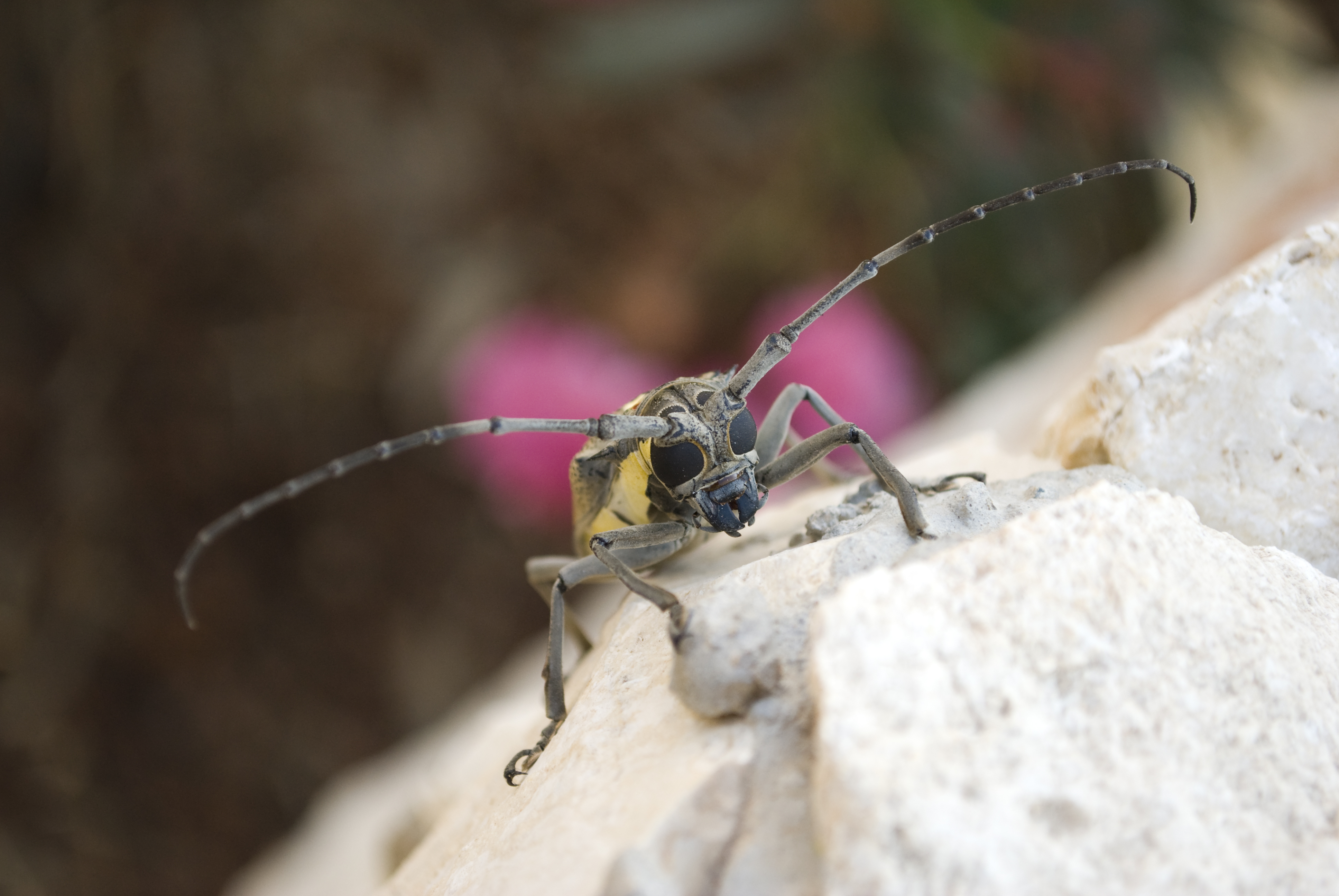 Mango tree borer