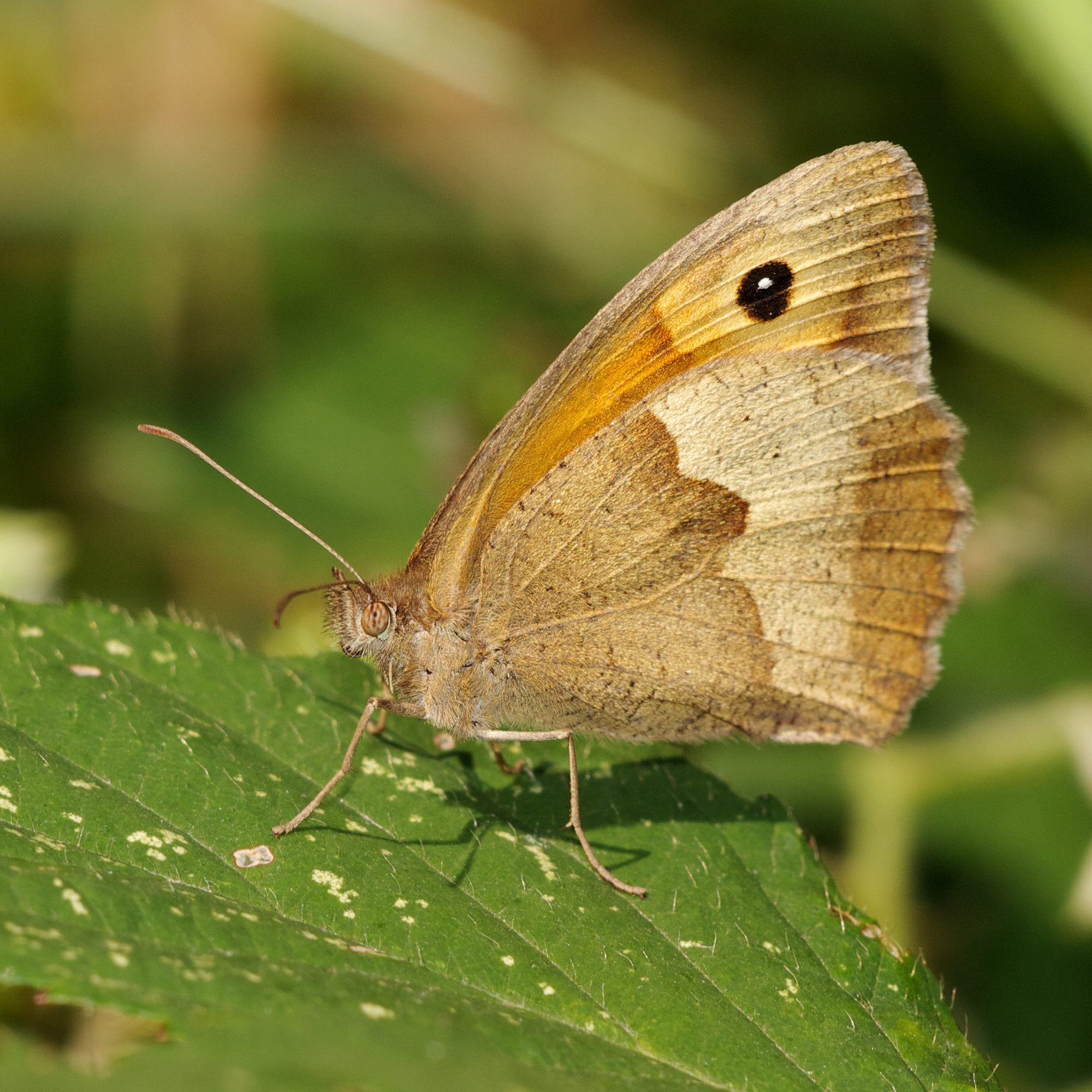 Maniola jurtina LC0396