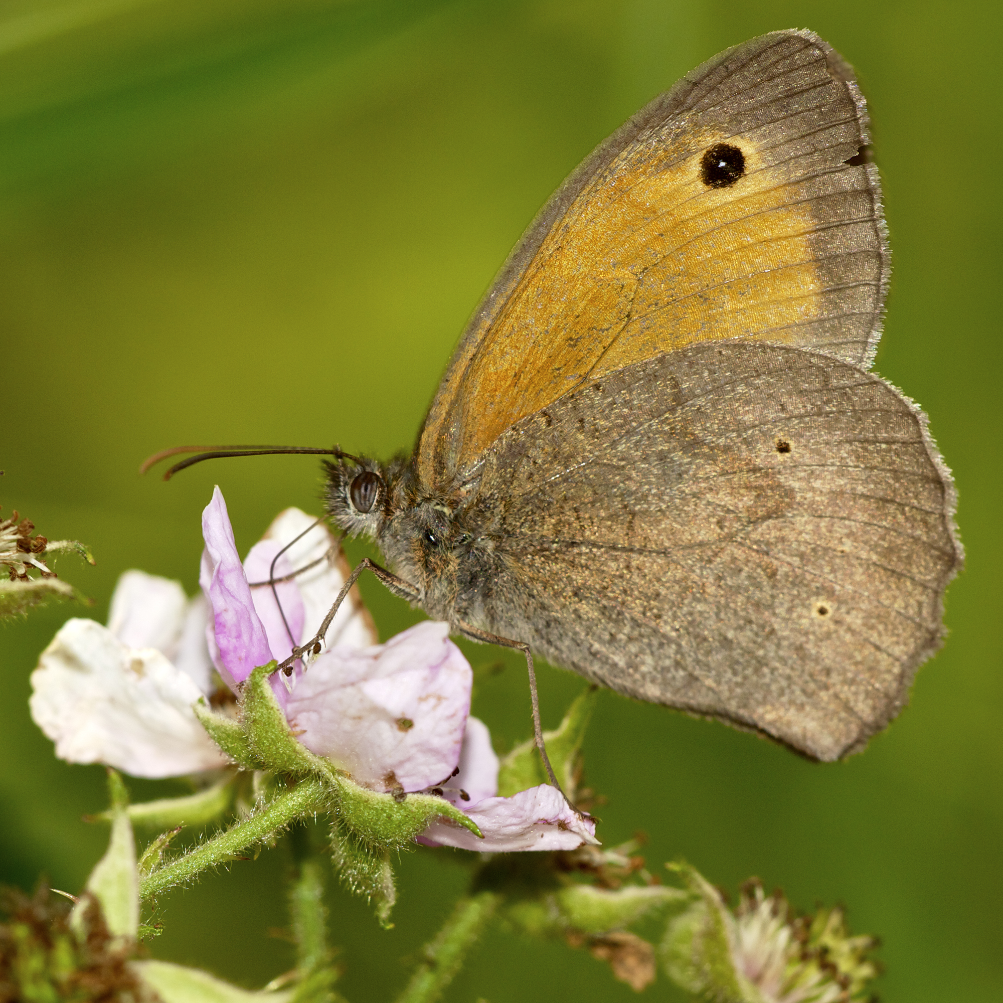 Maniola jurtina LC0398