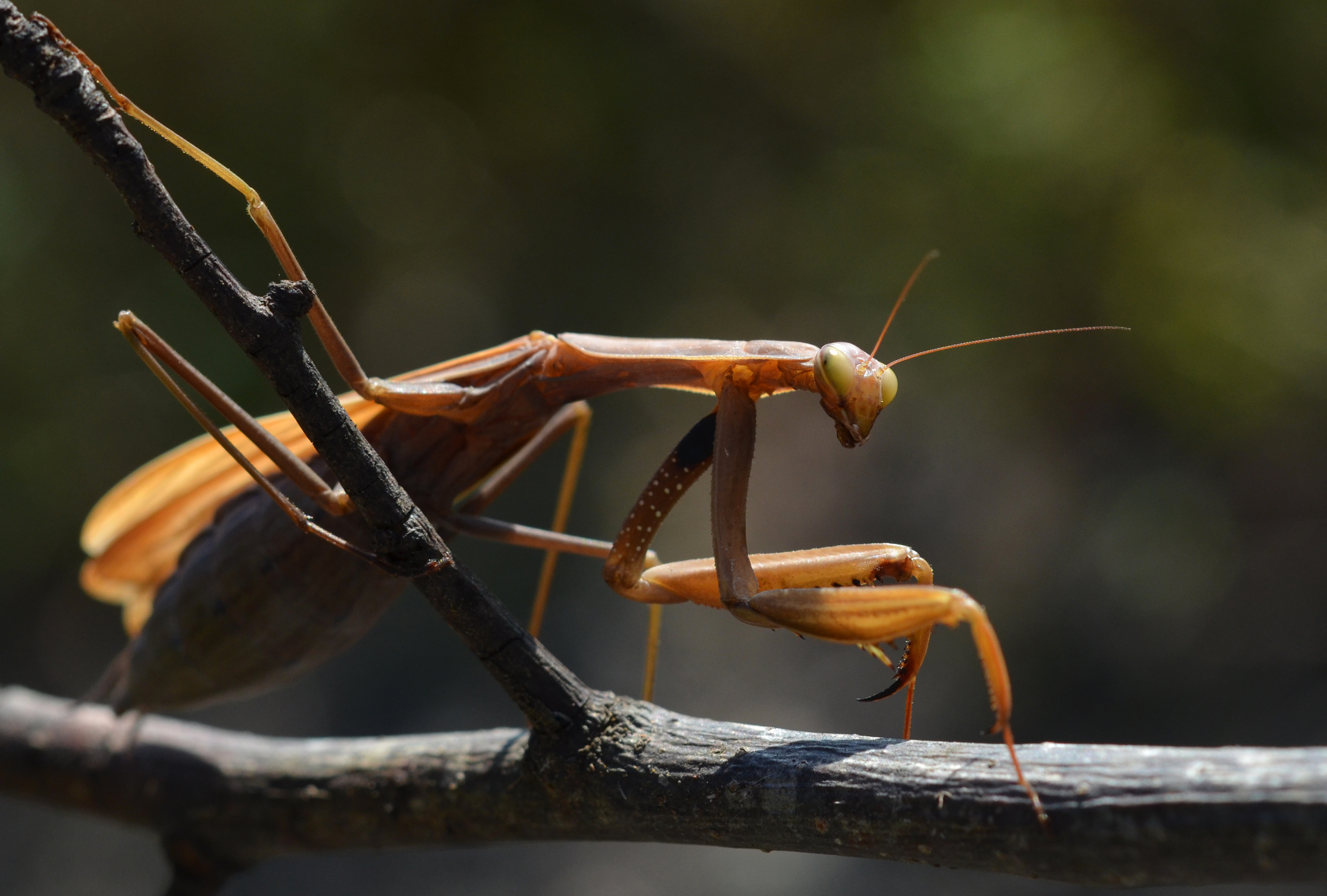 Mante religieuse 3 (Mantis religiosa)