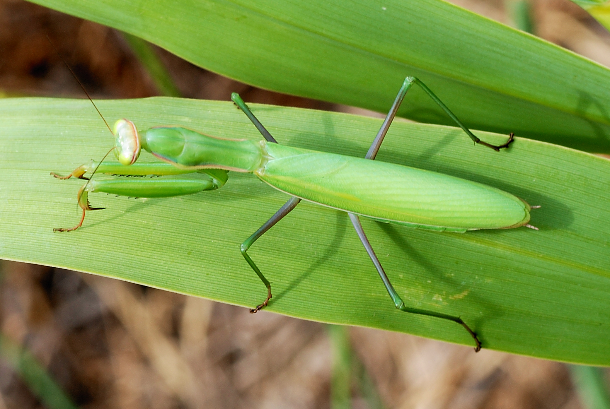 Mantid August 2007-6