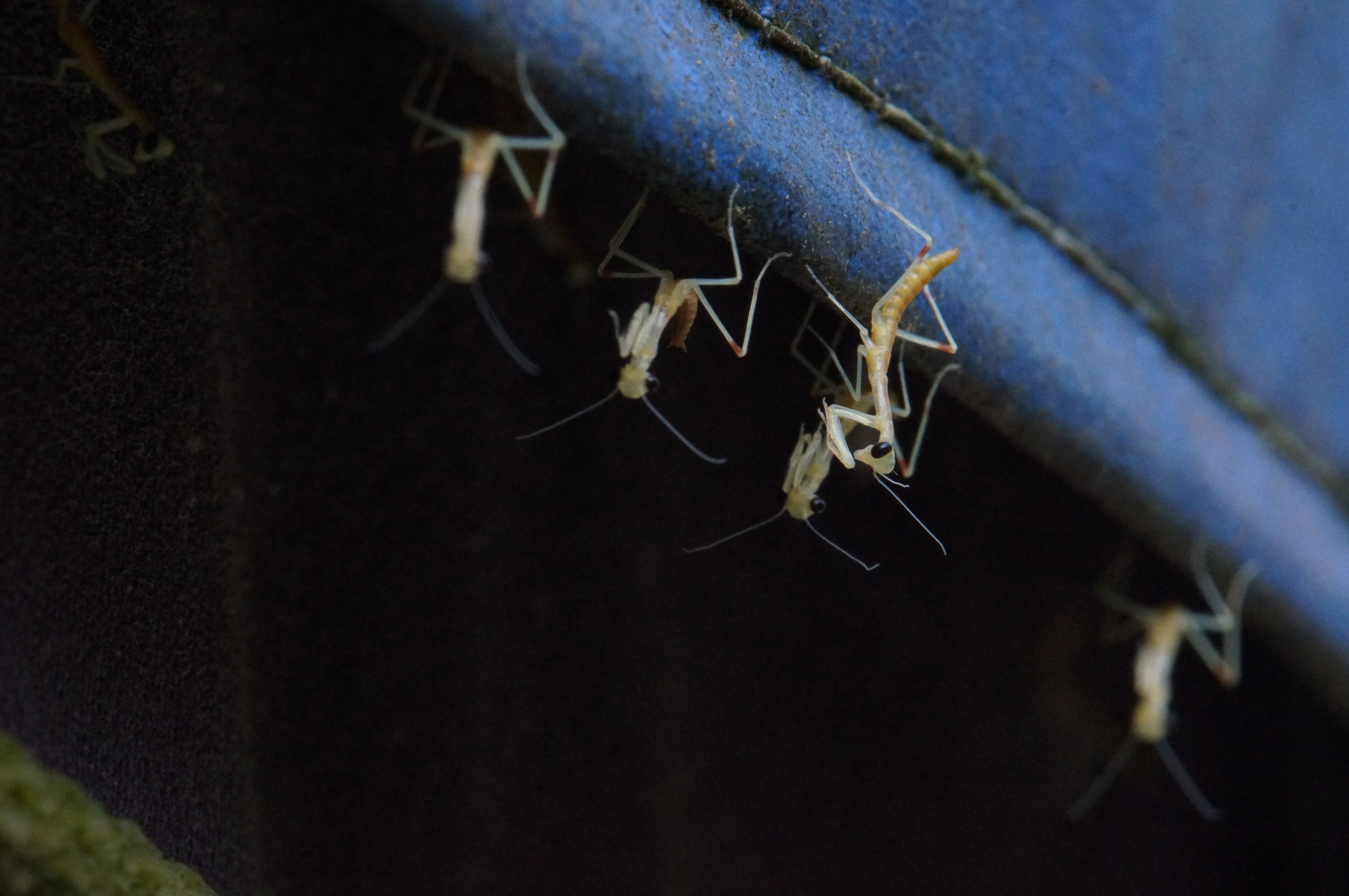 Mantis Fresh from the Ootheca (7357363316)