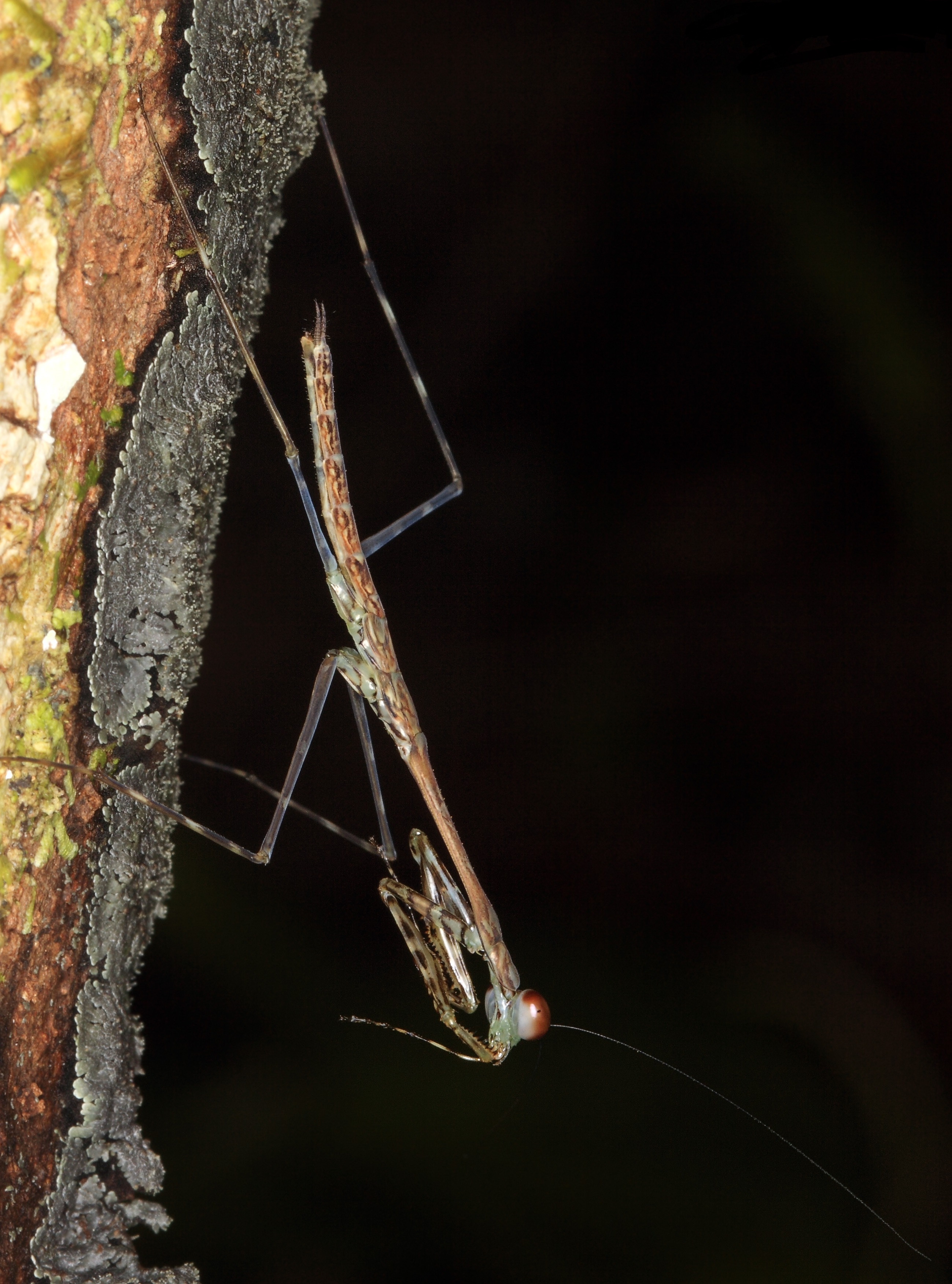 Mantis from Raja Ampat (West-Papua)