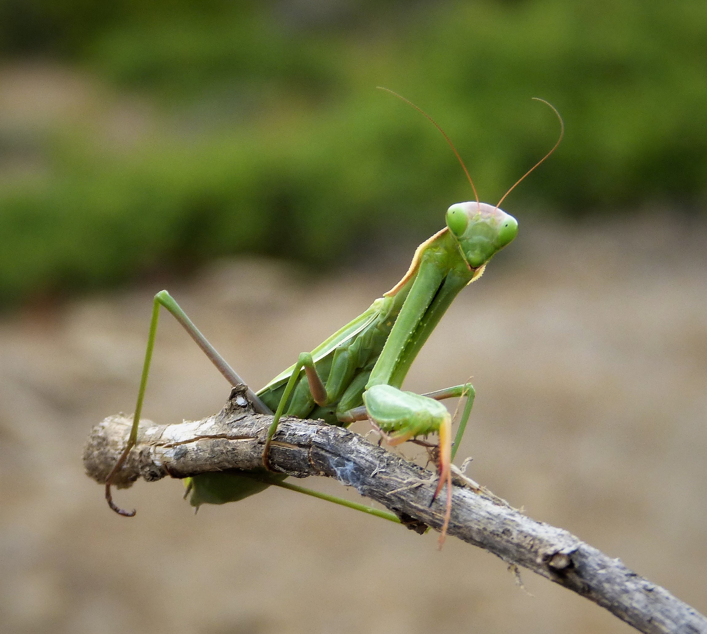 Mantis religiosa (25055808487)