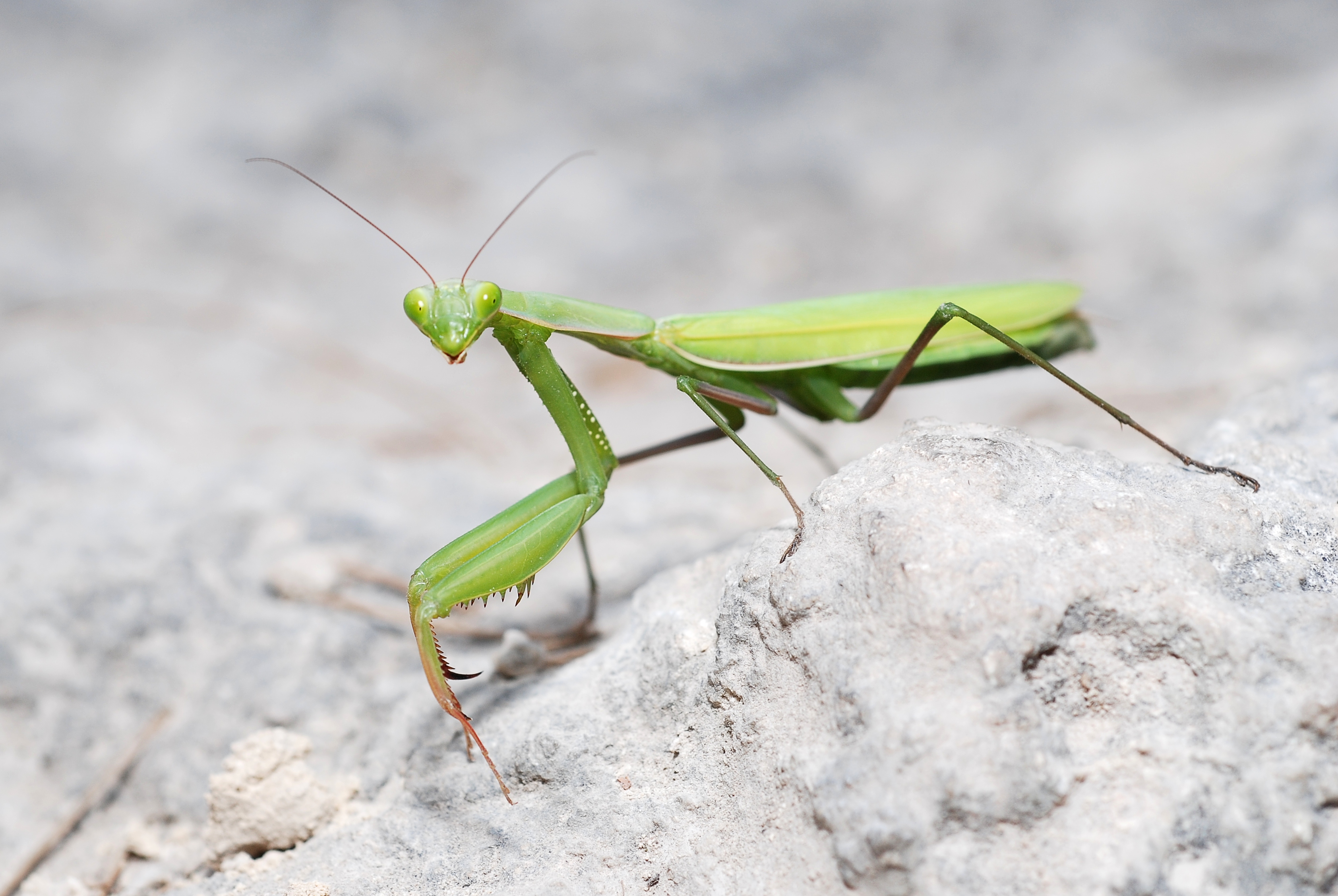 Mantis religiosa (5011967543)