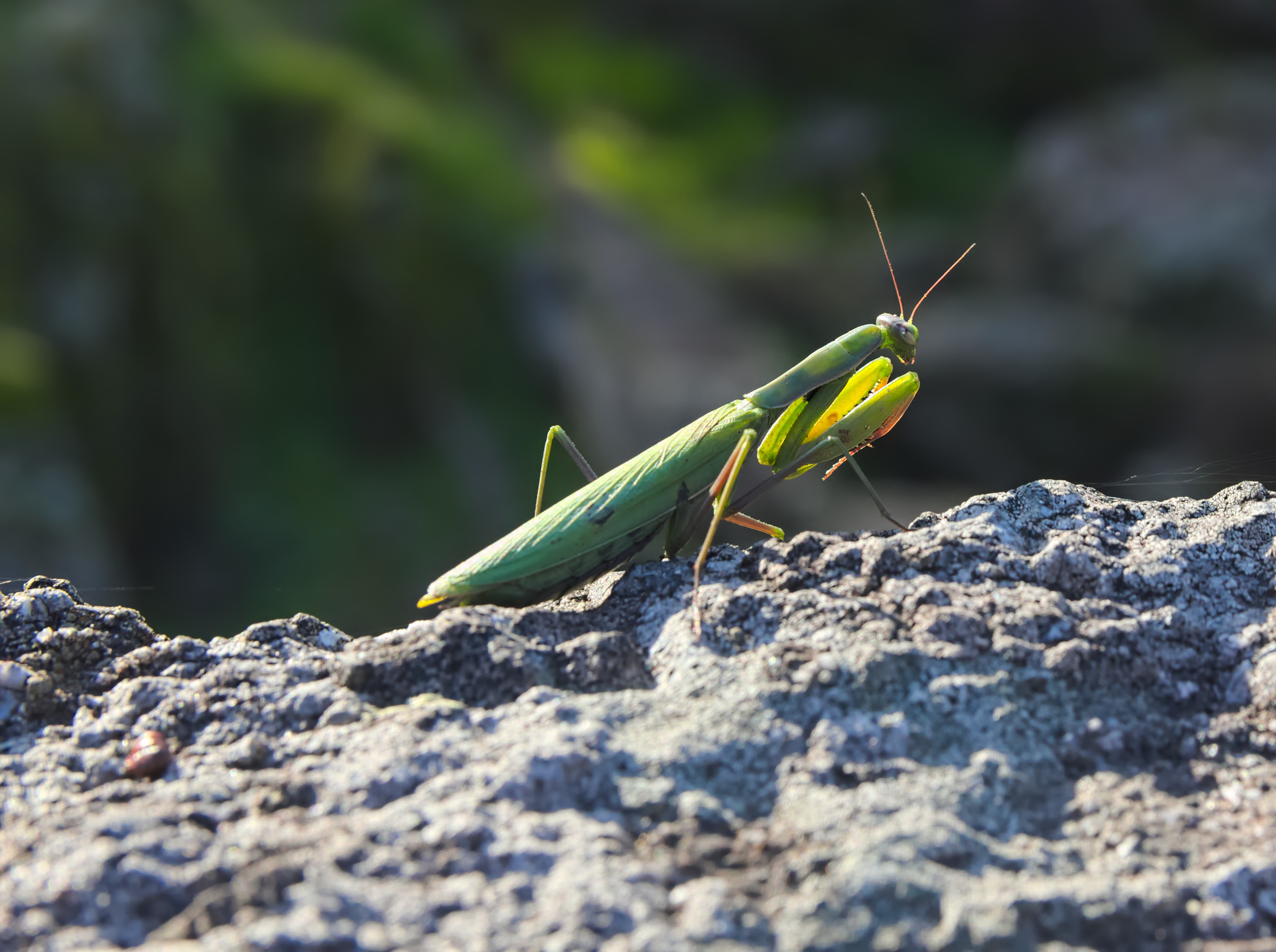 Mantis Religiosa - 01