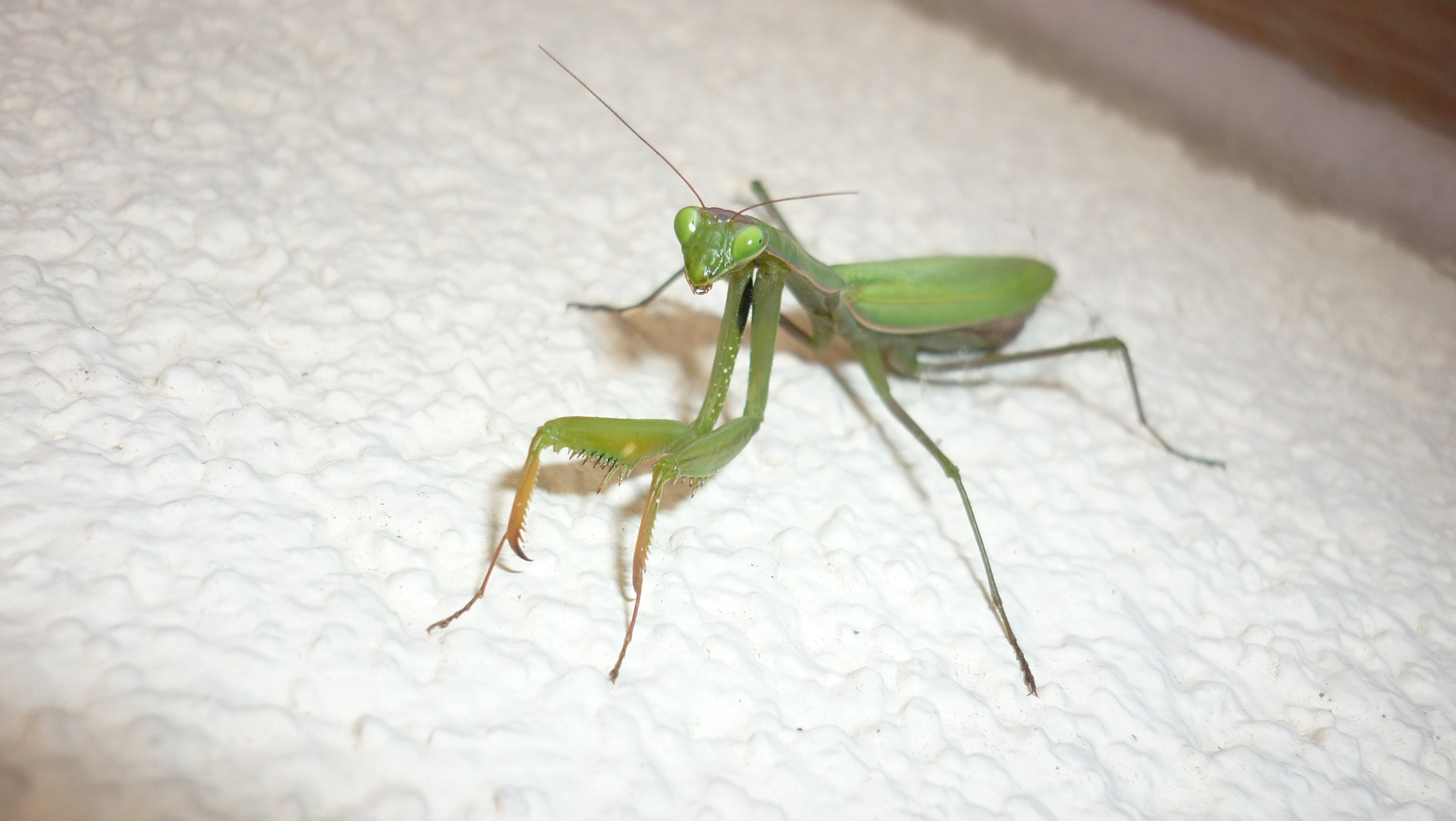 Mantis religiosa (Imádkozó sáska)
