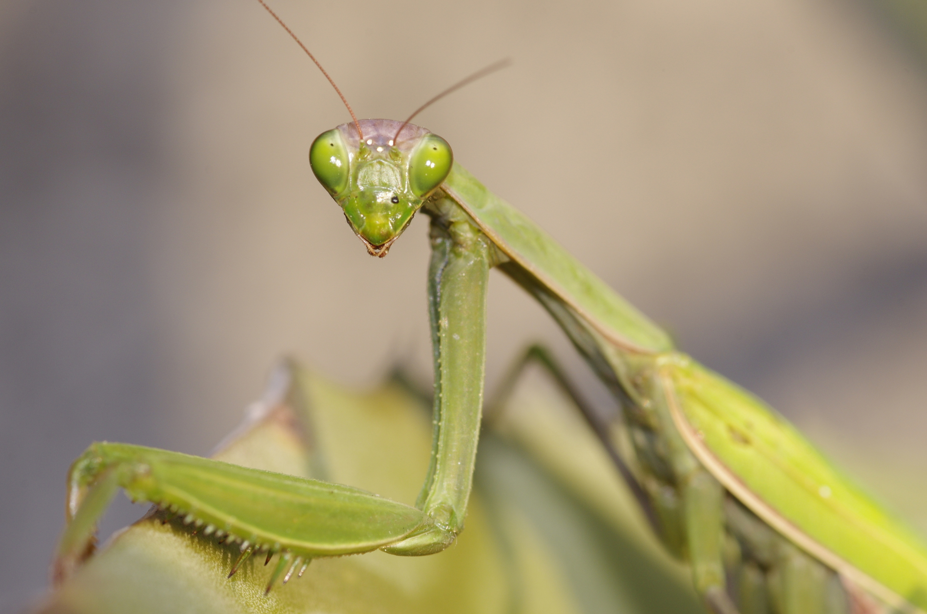 Mantis religiosa, portrait of a female specimen